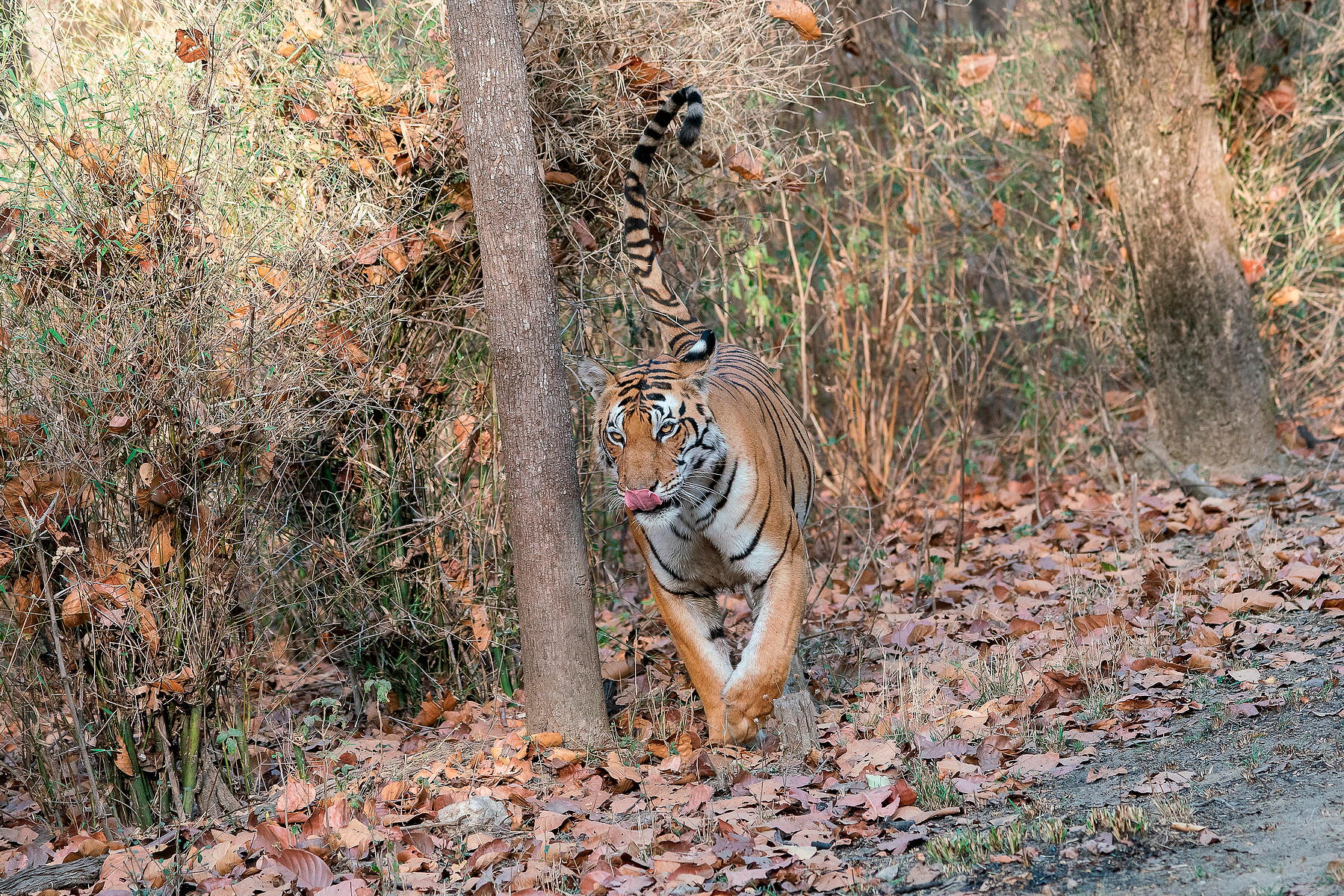 Marking the territory