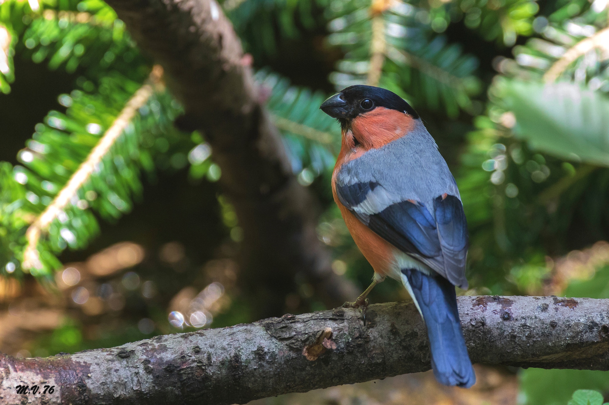 Ciffolotto - Pyrrhula pyrrhula