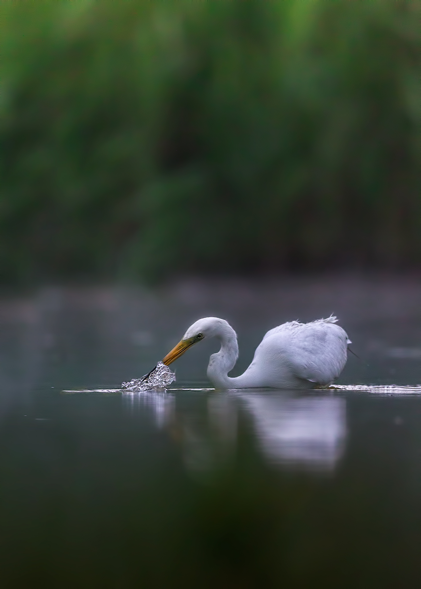 MAggiore White Heron