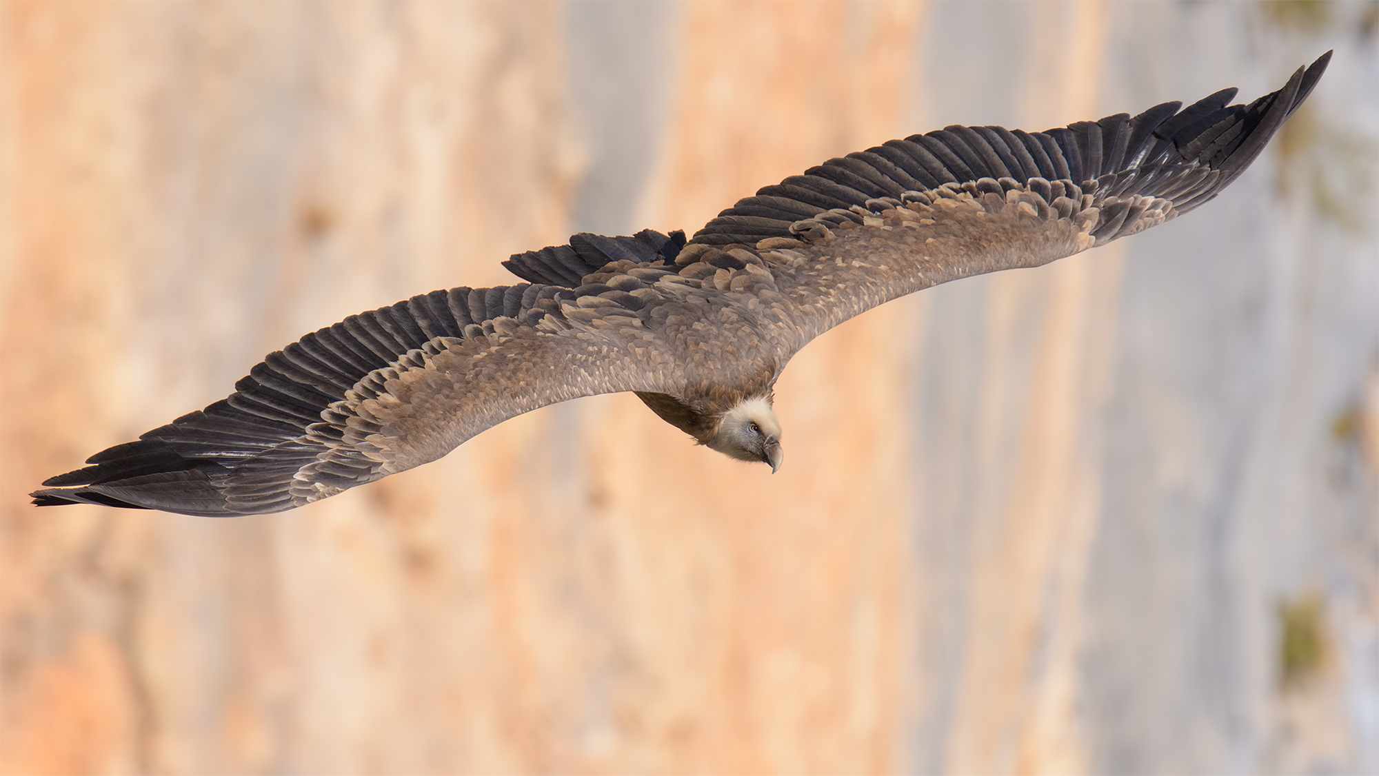Grifone- Gole del Verdon