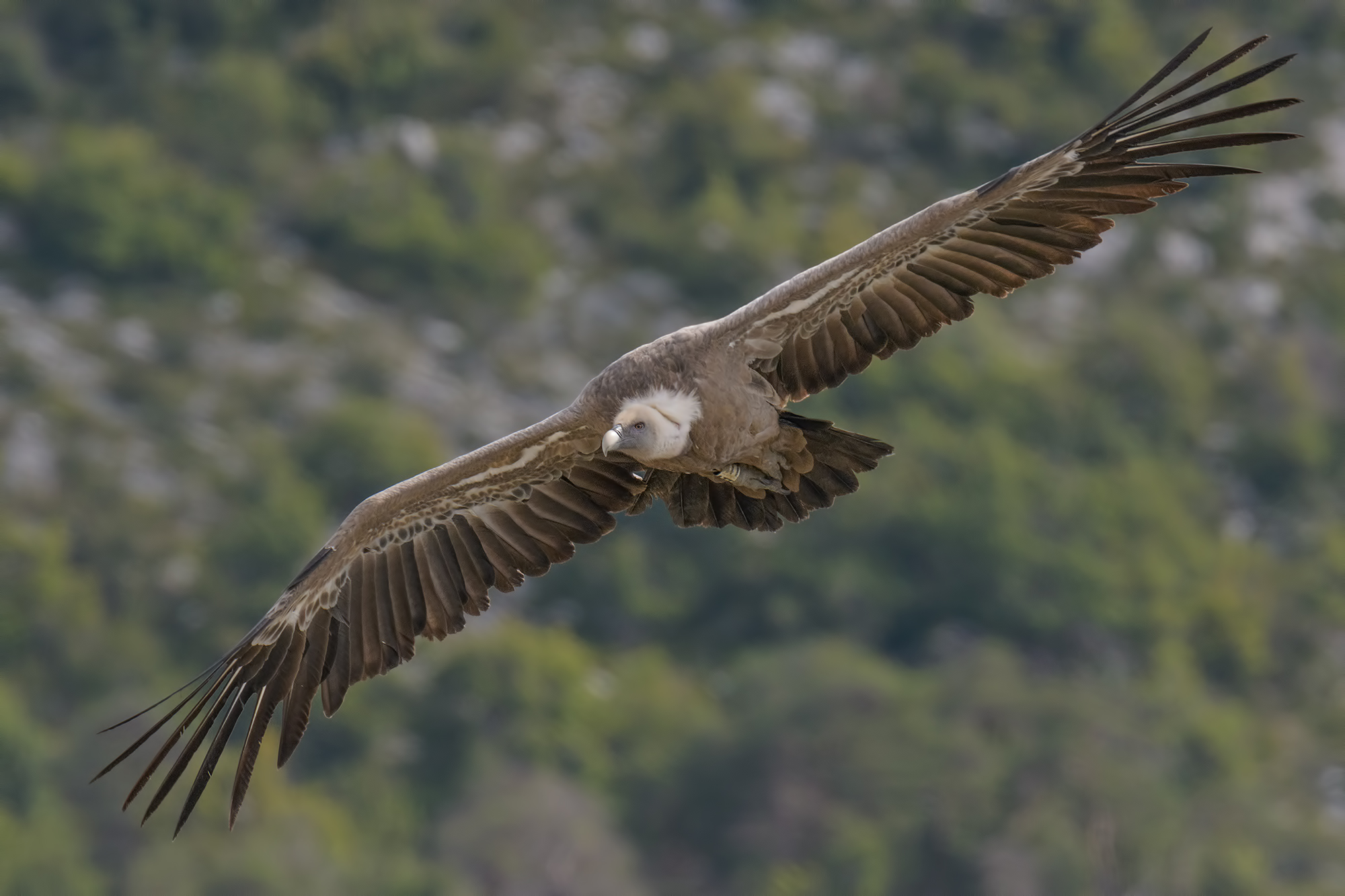 Grifone- Gole del Verdon