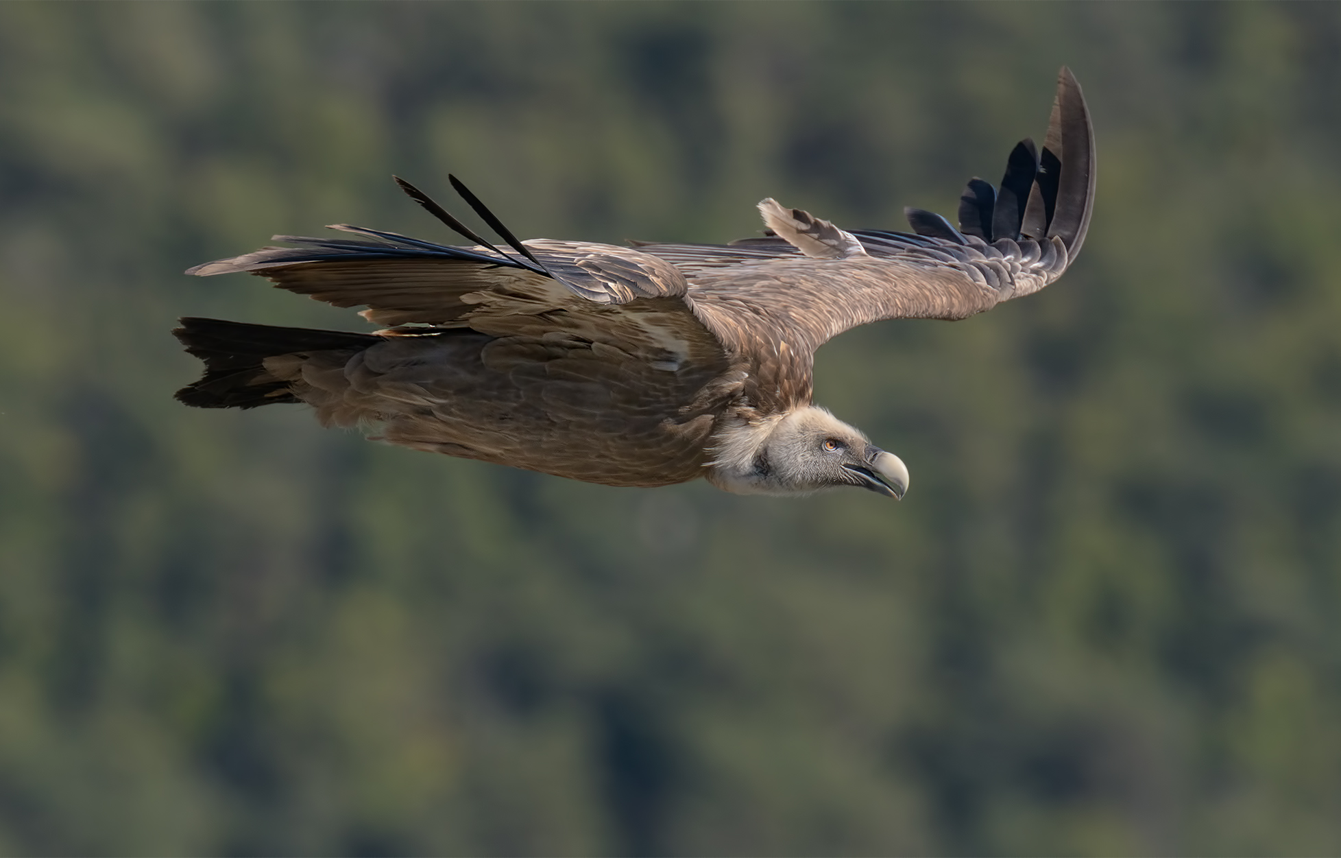 Griffin
