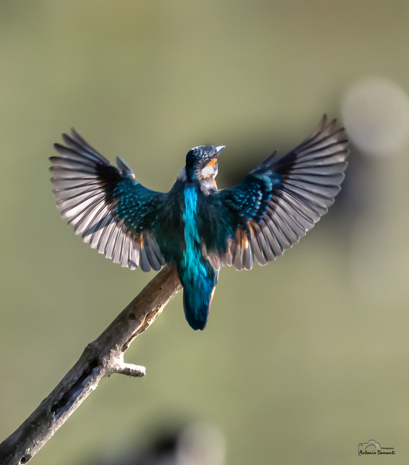 The wings of the martini