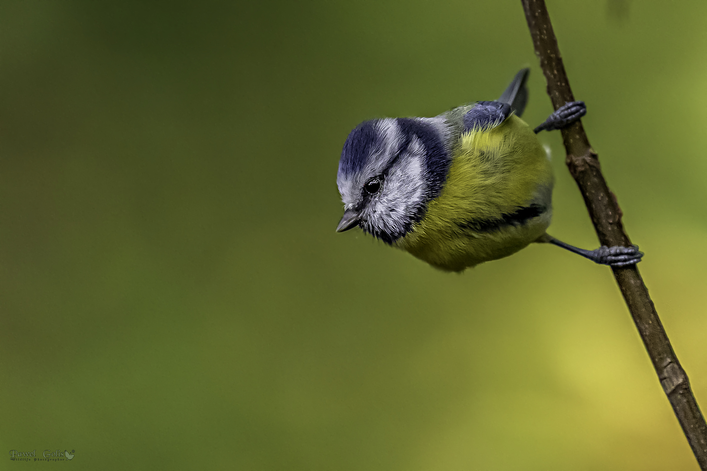 Tit blu eurasiatico (Cianistes caeruleus)