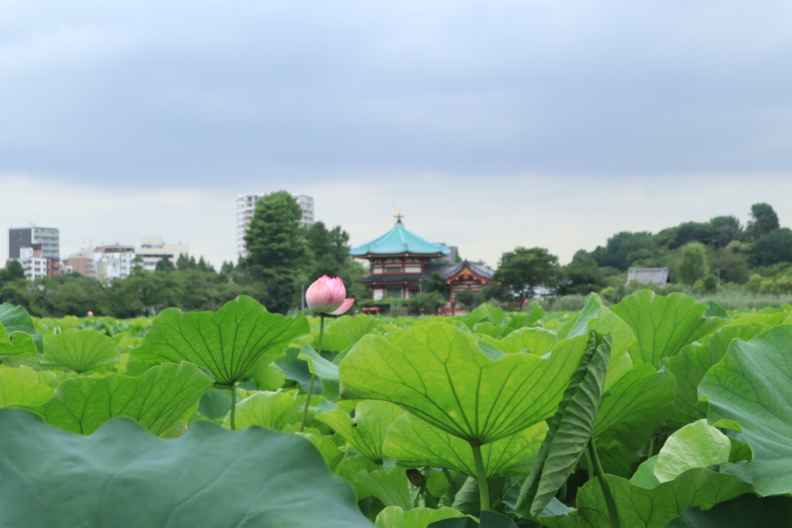 Lotus Flower