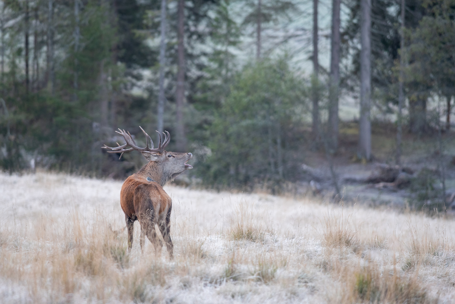 Il bramito del cervo