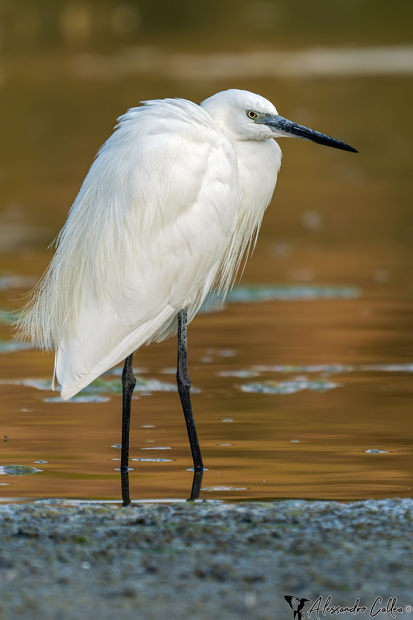 Garzetta in posa per me :-)