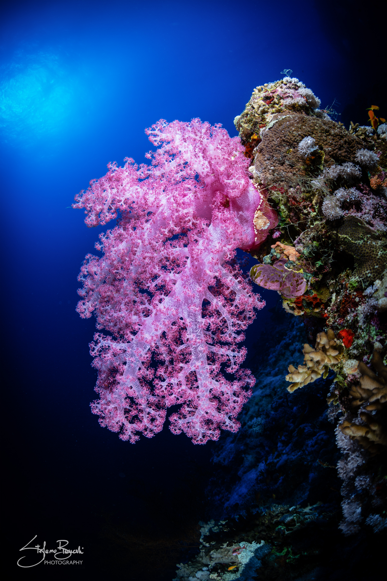 Red Alcionary (Dendronephthya sp.)