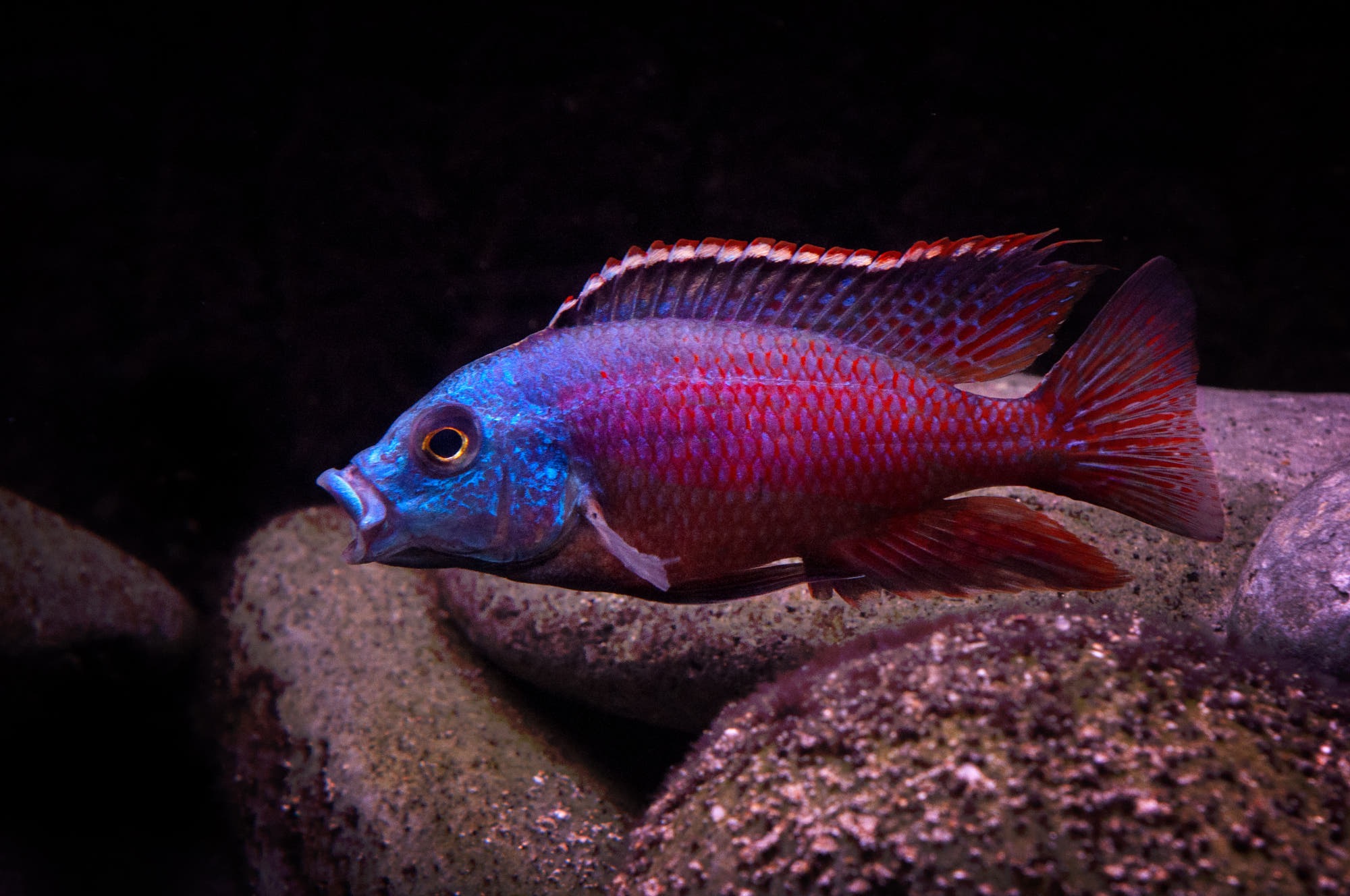 Protomelas Taniolatus Namalenje