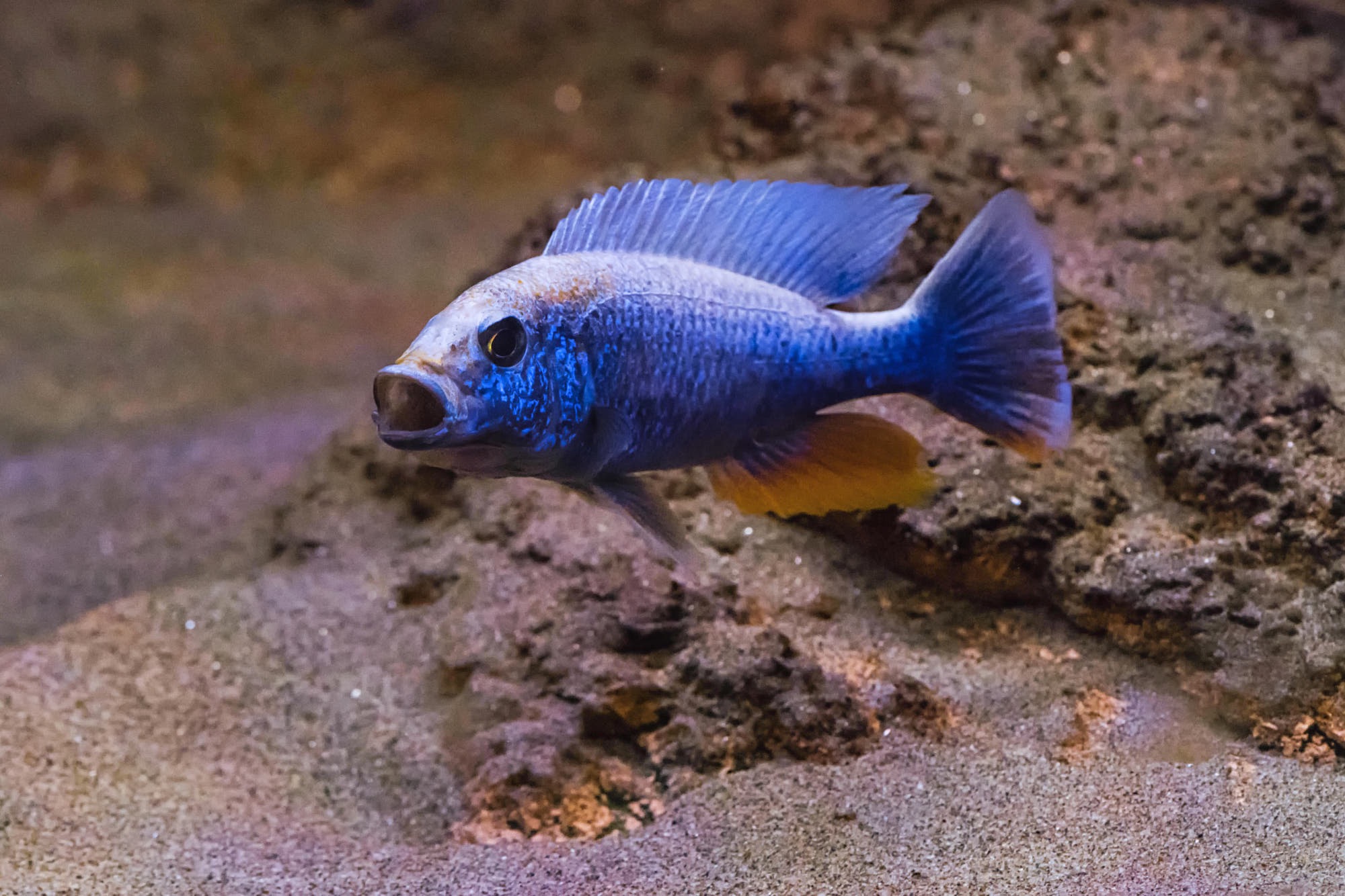 Sciaenochromis Fryeri
