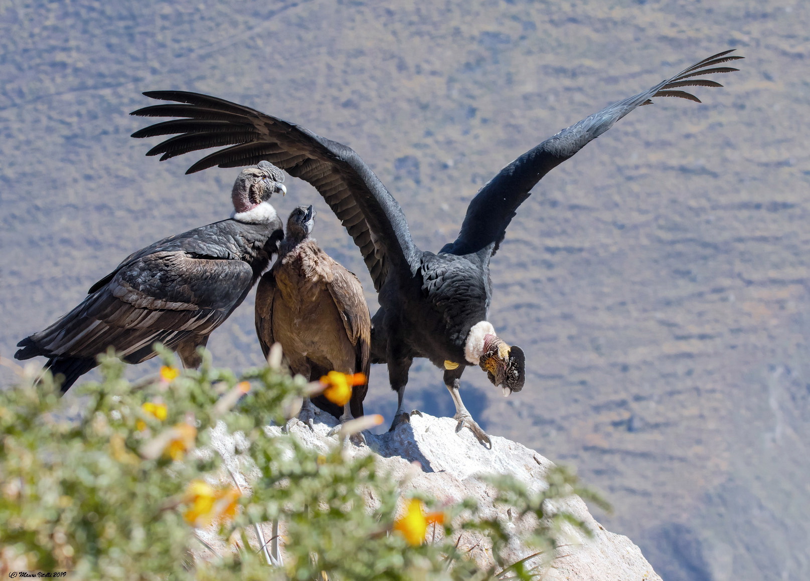 Condor Andinus (Vultur gryphus)