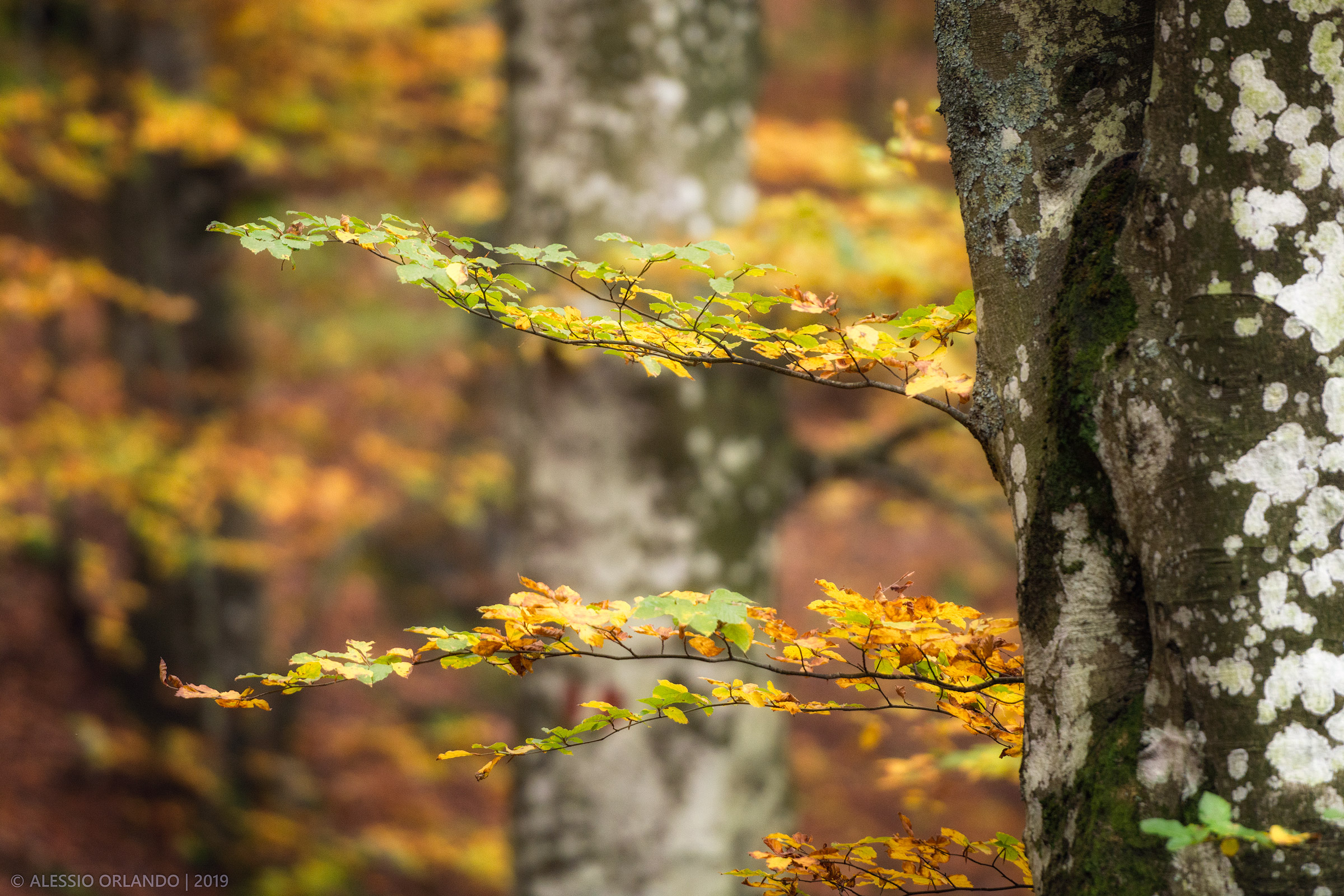 As trays in the woods