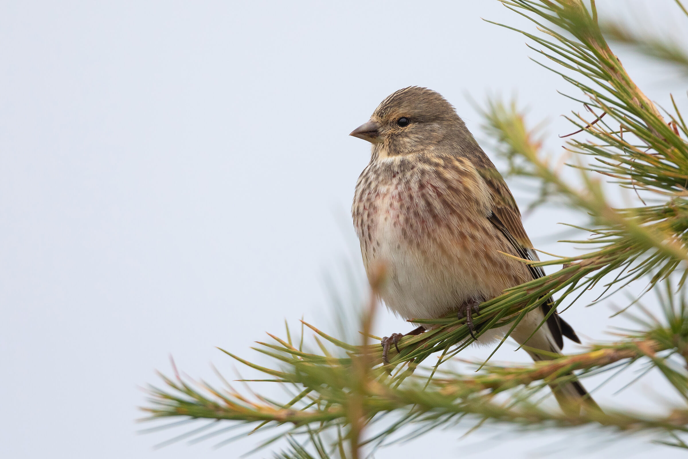 the first of the season