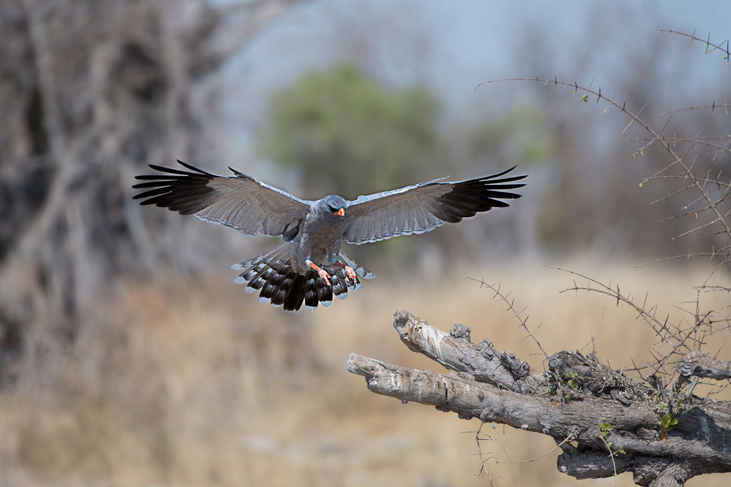 L'atterraggio dell'Astore cantante chiaro