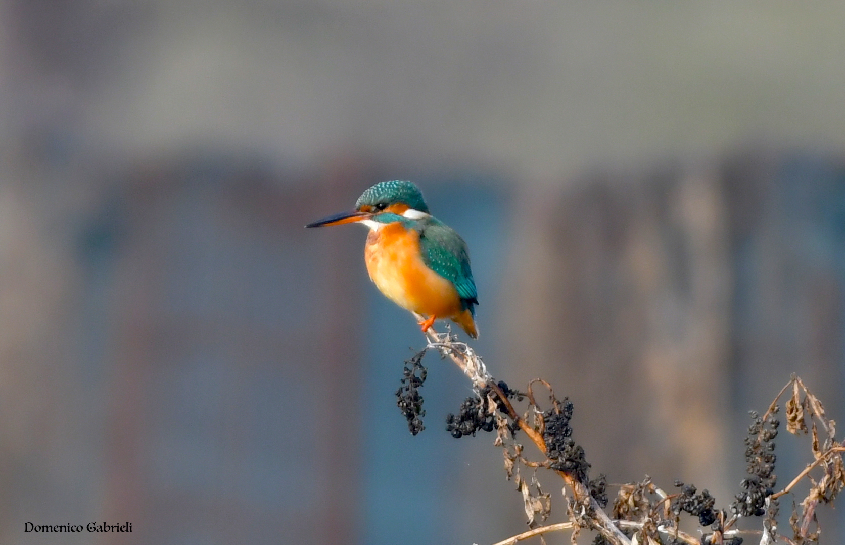 Kingfisher