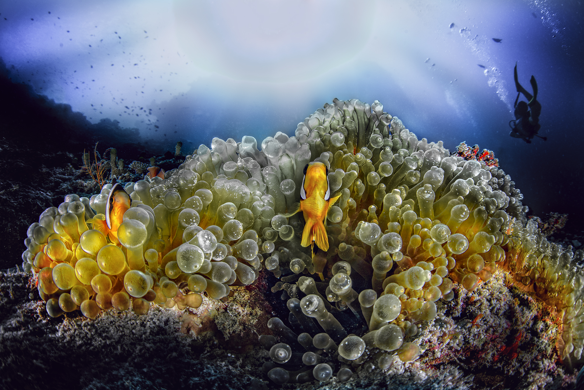 clownfish in maldivian pass