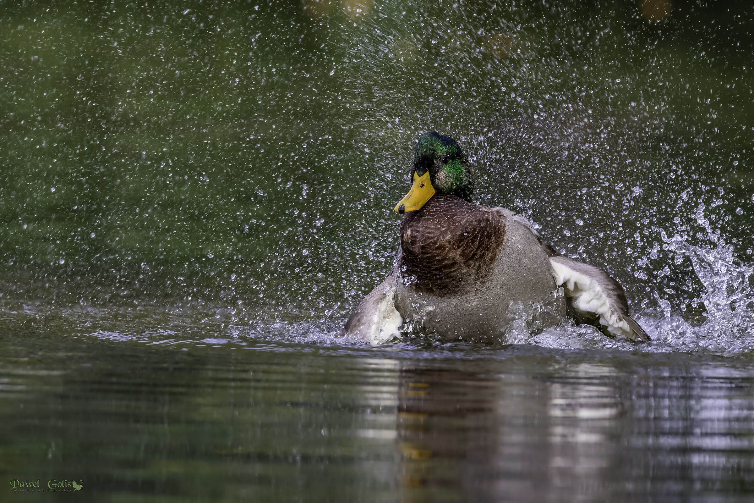 Mallard (Anas platyrhynchos)
