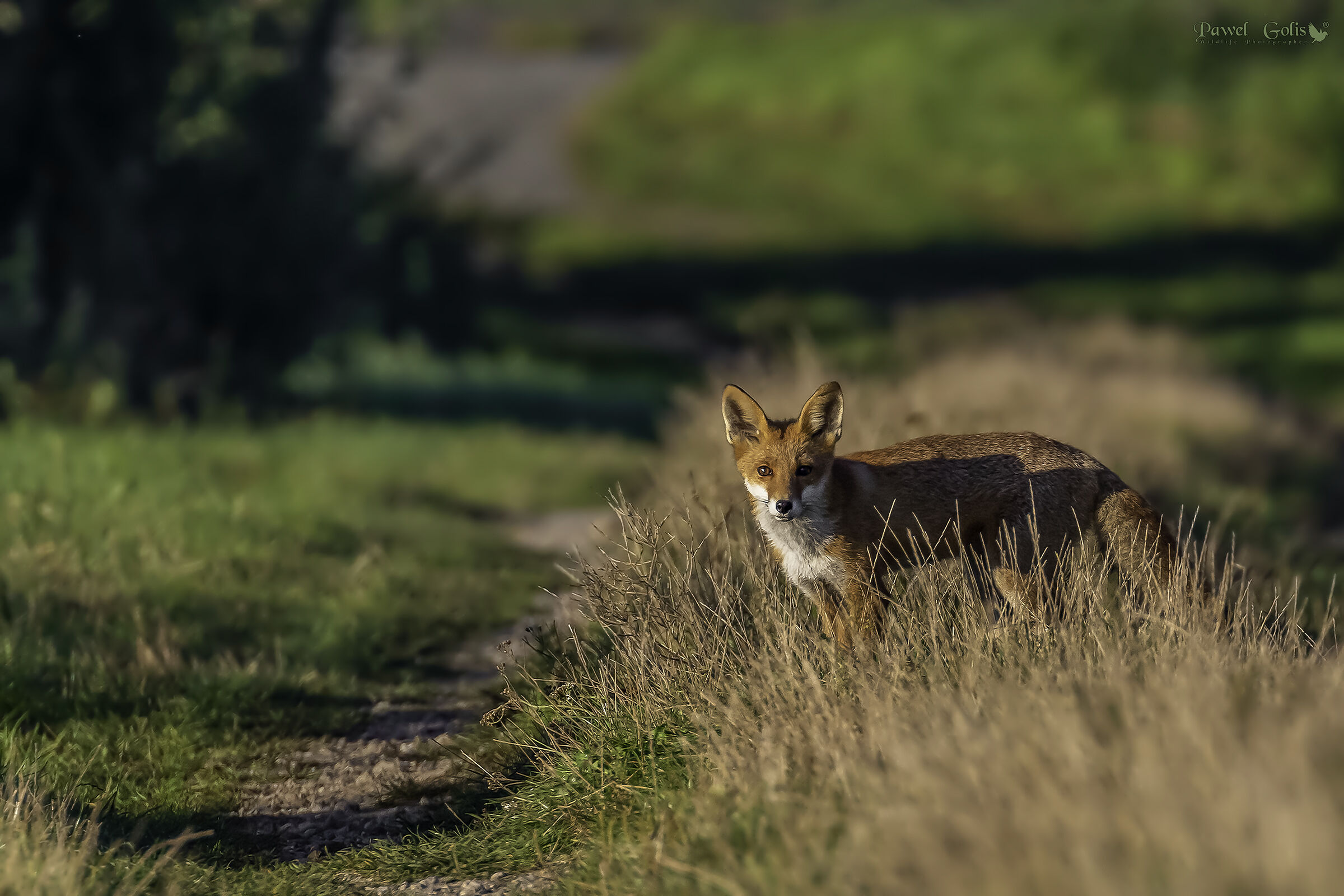 Volpe rossa (Vulpes vulpes)
