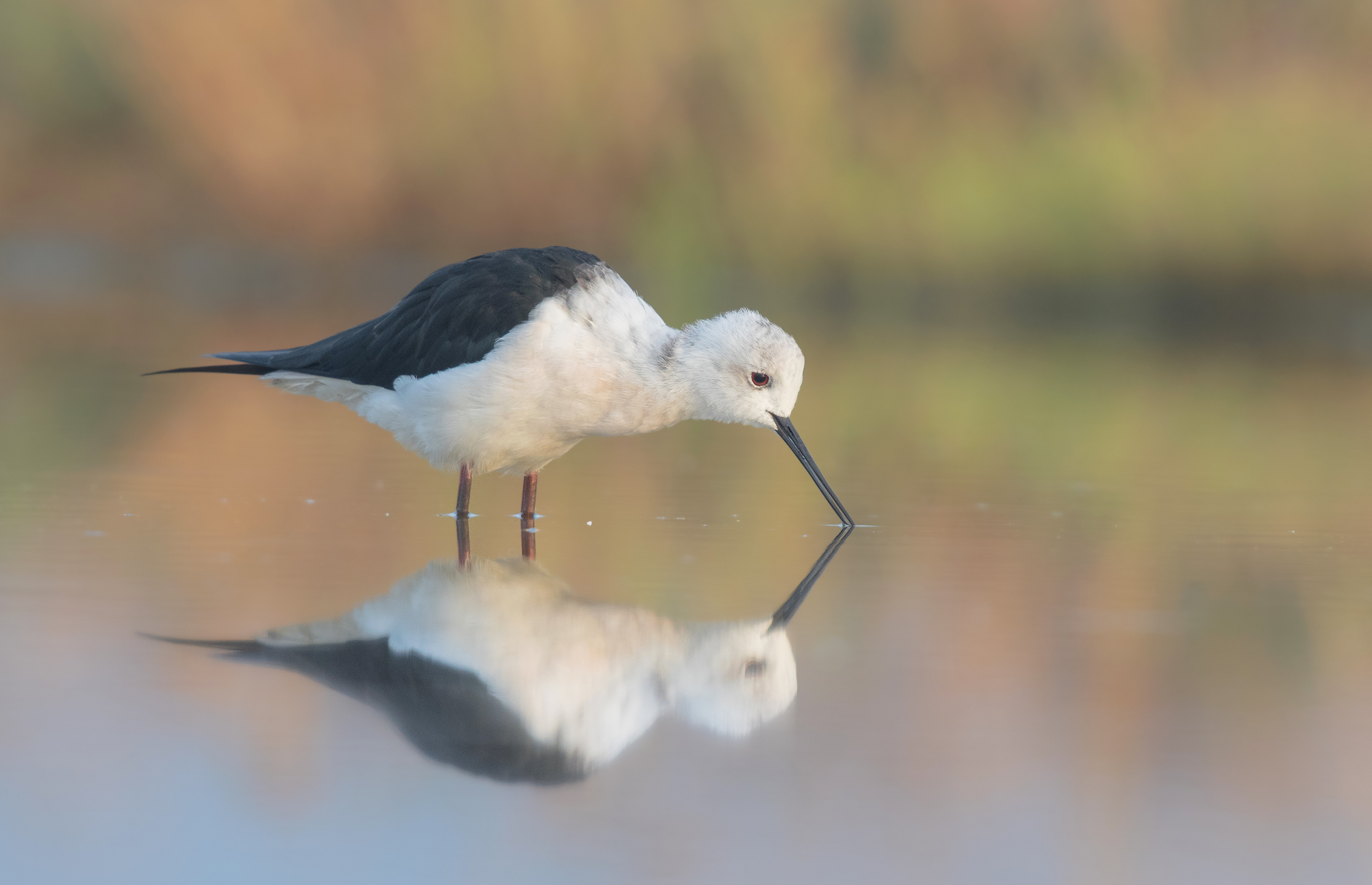 trampoliere nero alato