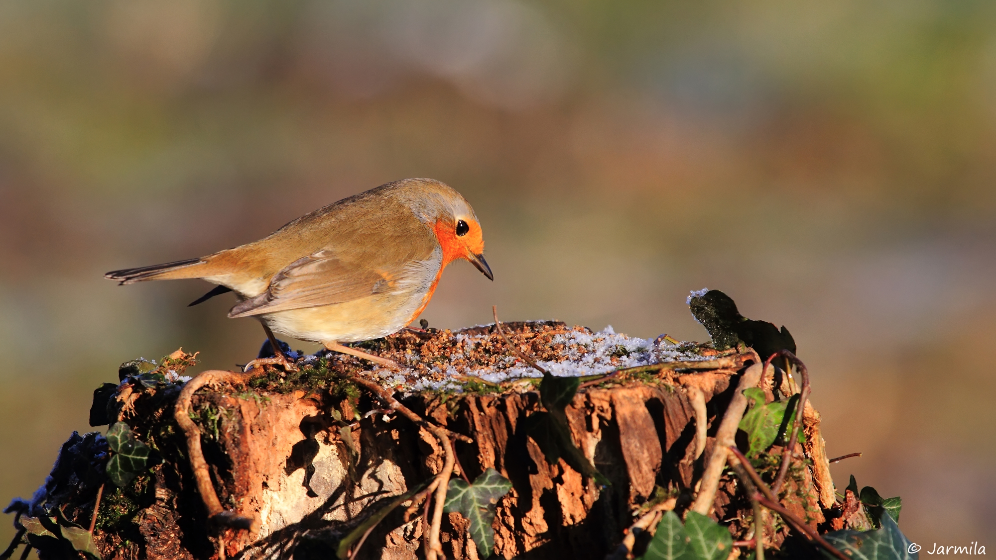 Il pettirosso (Erithacus rubecola)