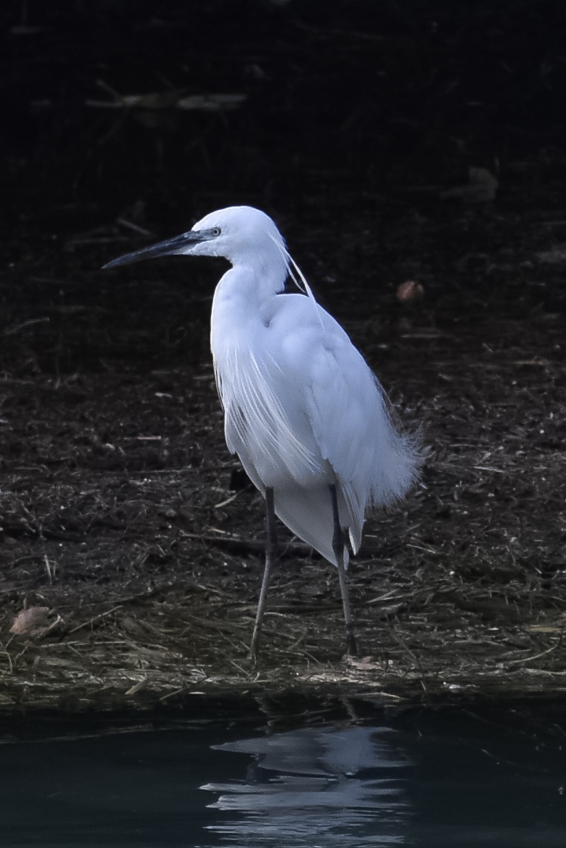 Egret