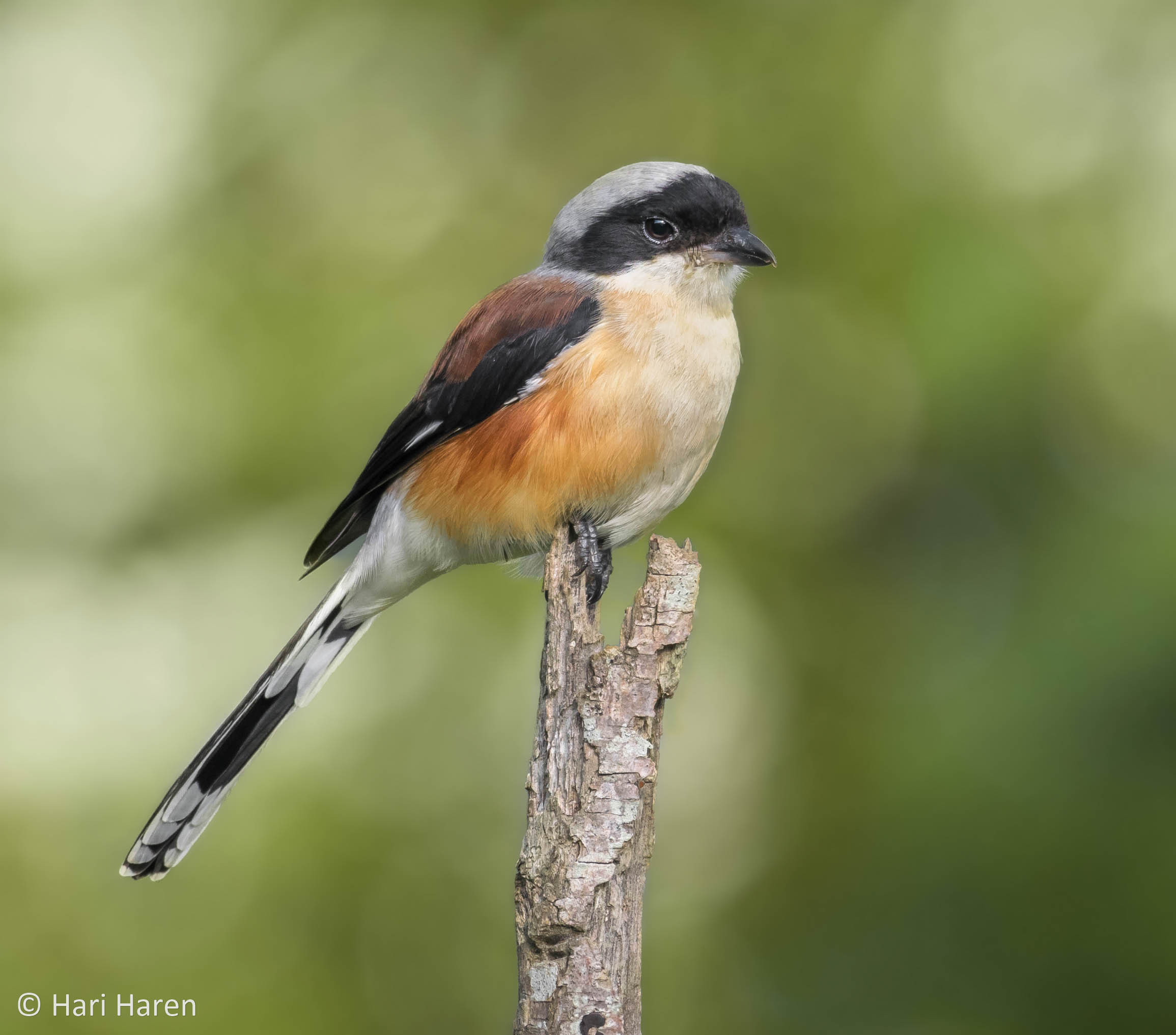 Bay-backed shrike