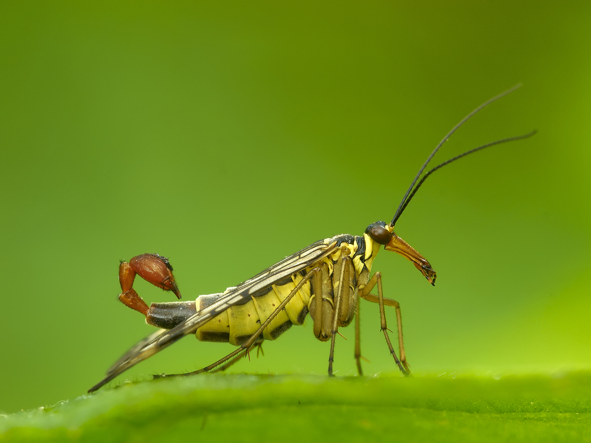 scorpion fly