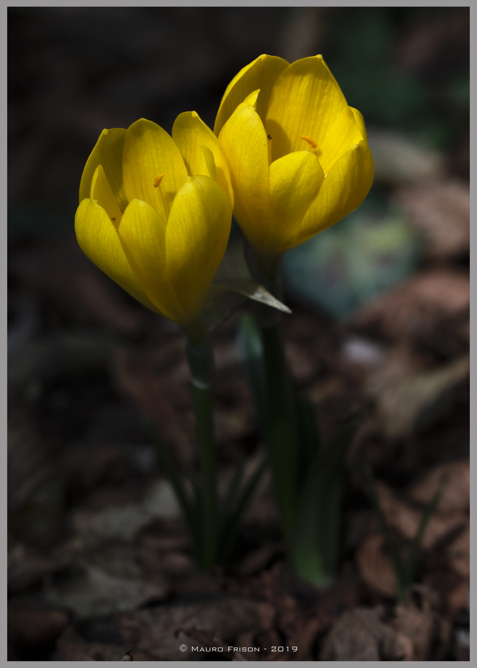 I messaggeri del cambio stagionale