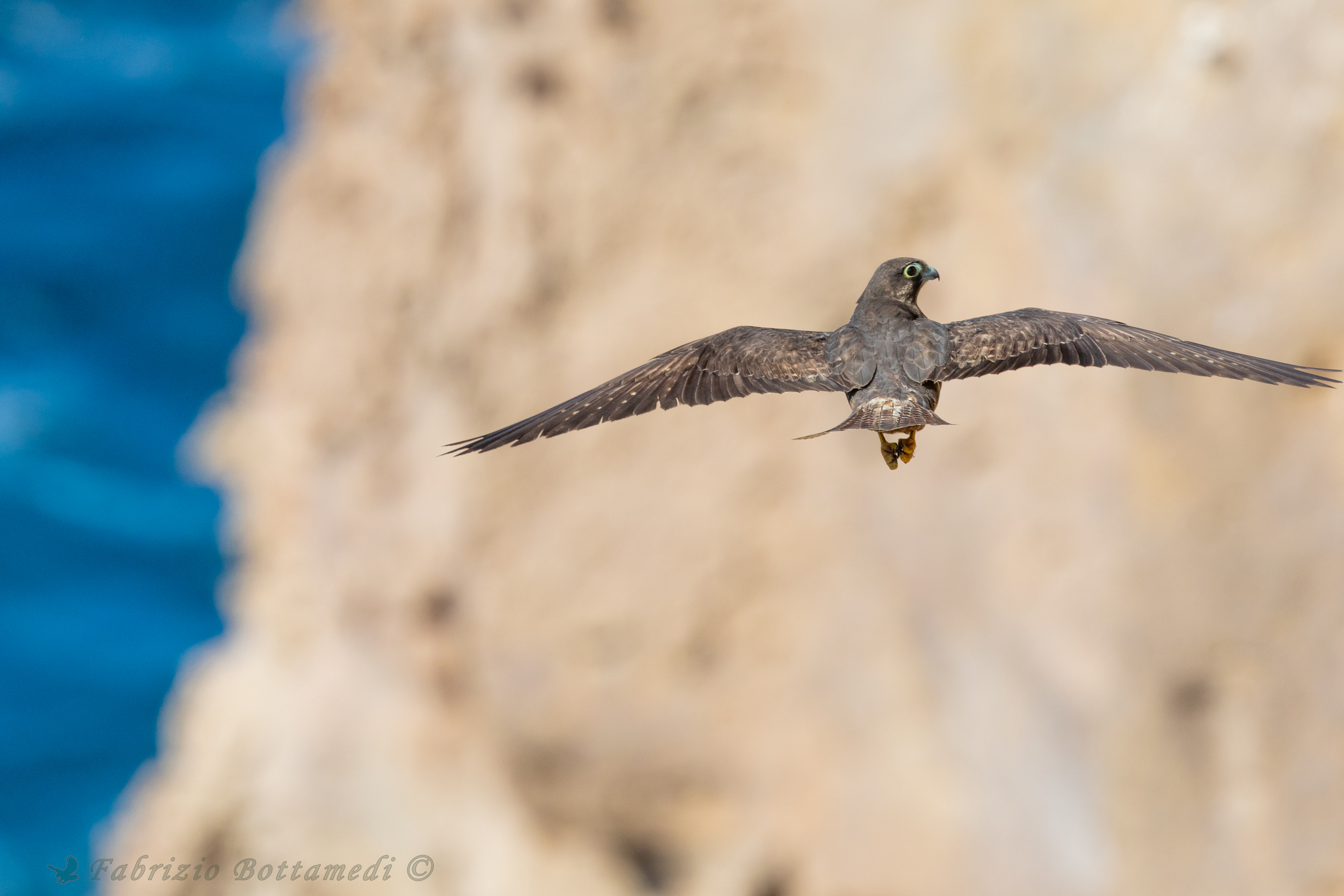 Falco della regina tra roccia e mare