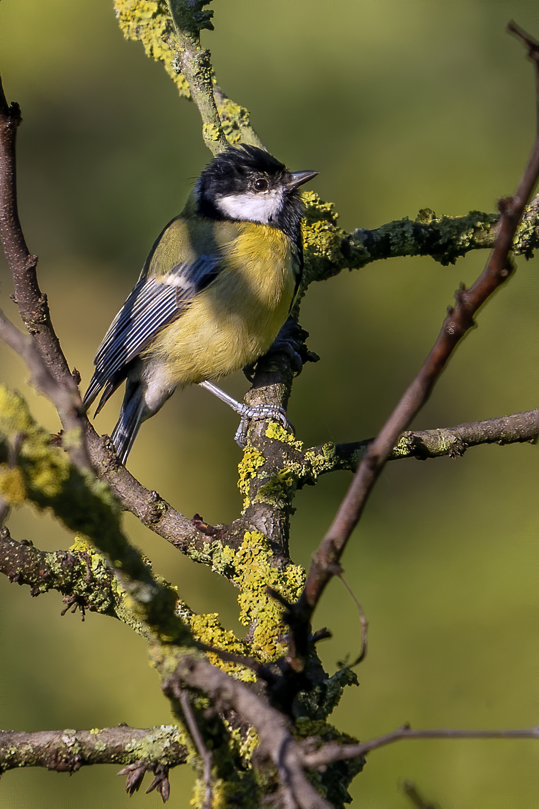 Cinciallegra, Parco Talenti - Roma -  Crop