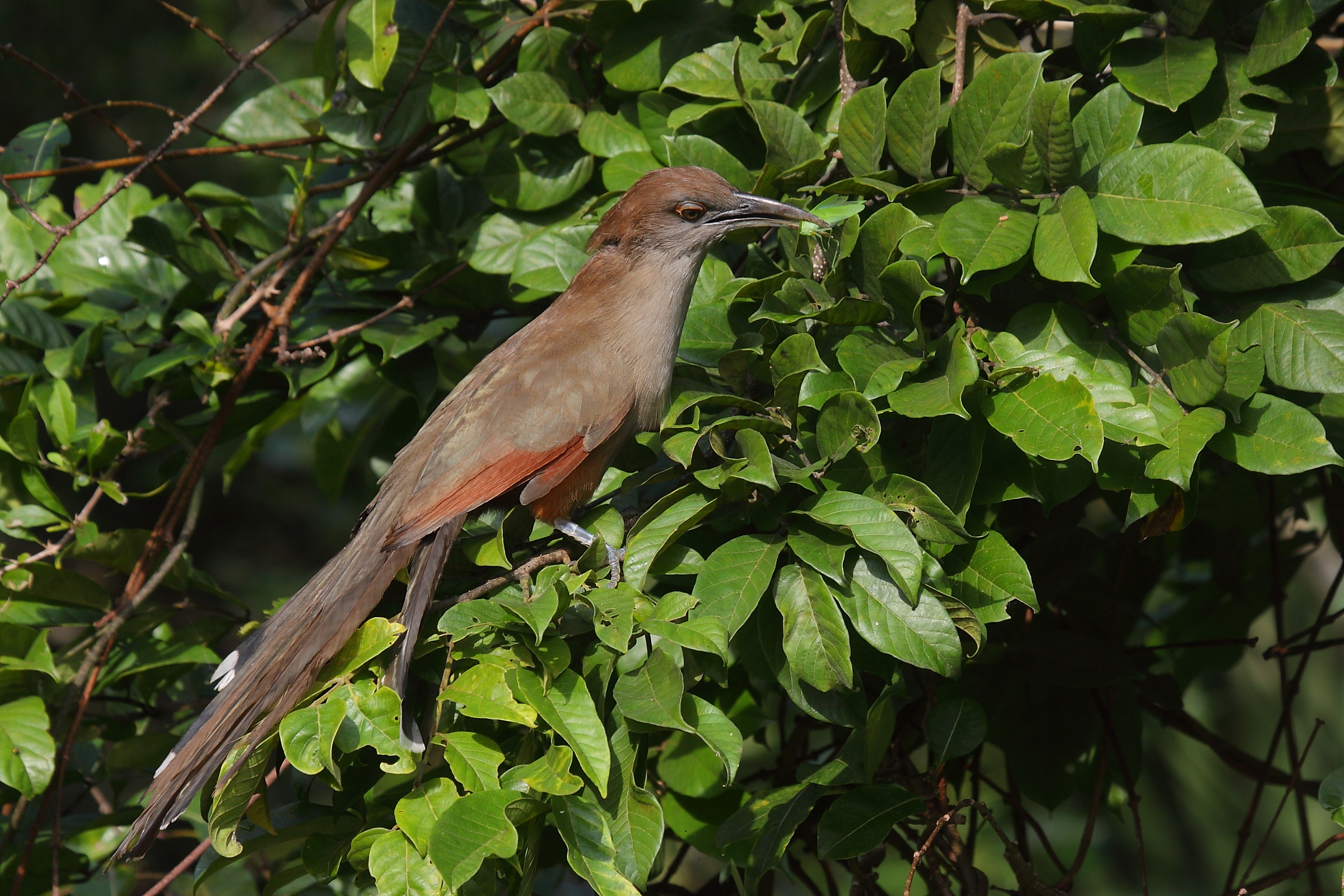 Lizard Cuckoo greater