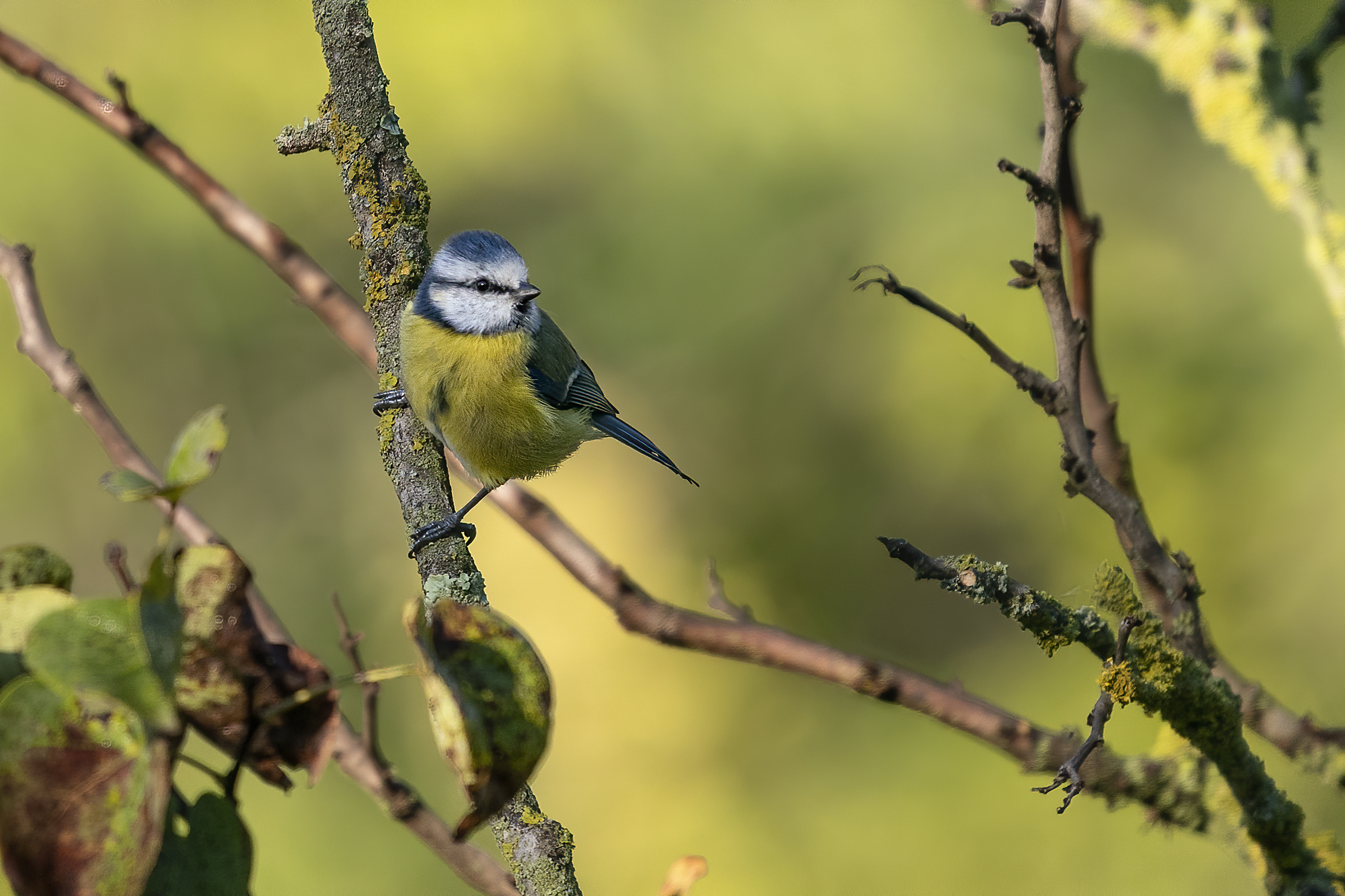 Cinciarella Parco Talenti - Roma