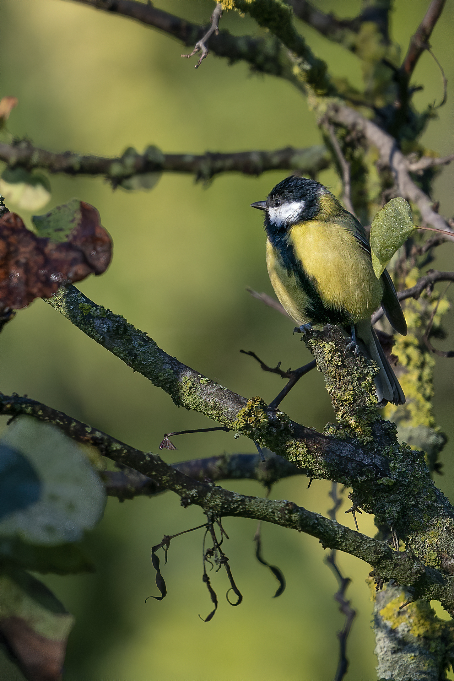 Cinciallegra - Parco Talenti - Roma