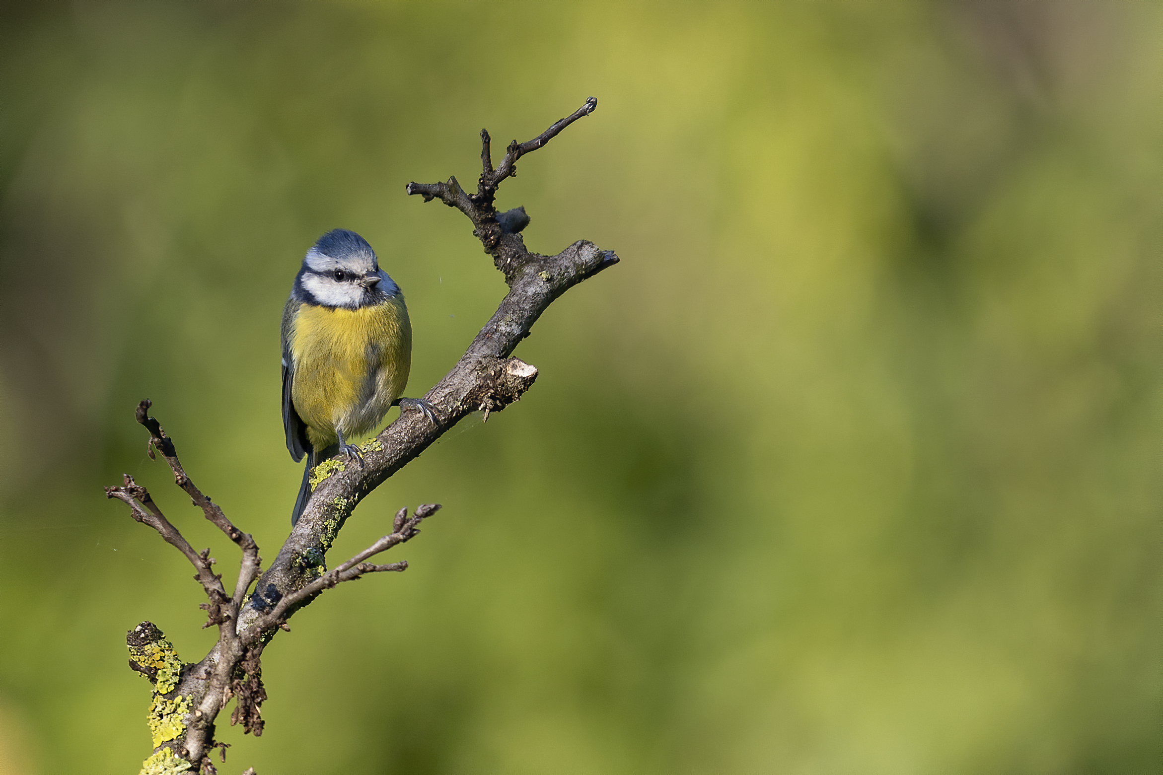 Parco Talenti - Roma - Cinciarella