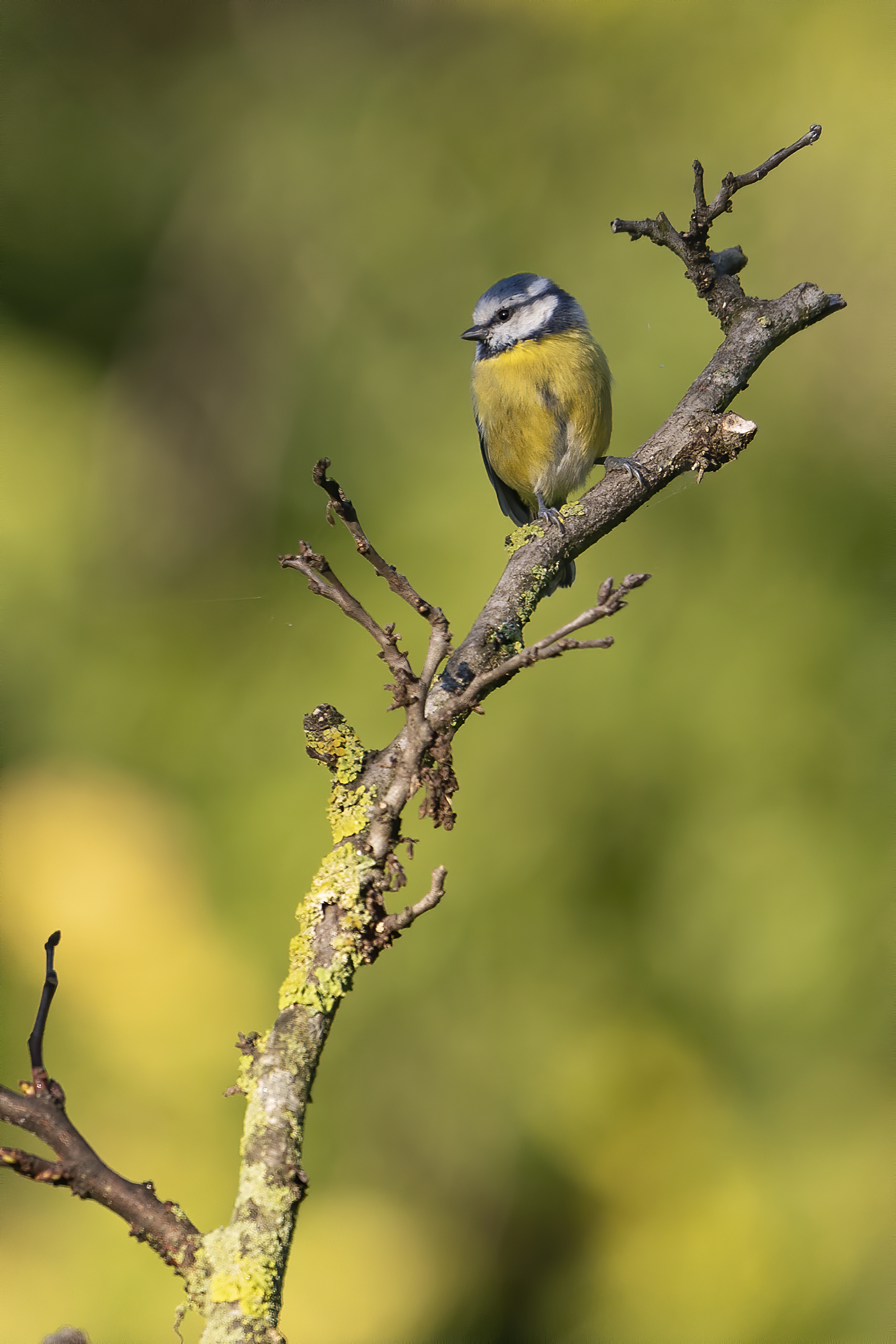 Parco Talenti - Roma - Cinciarella