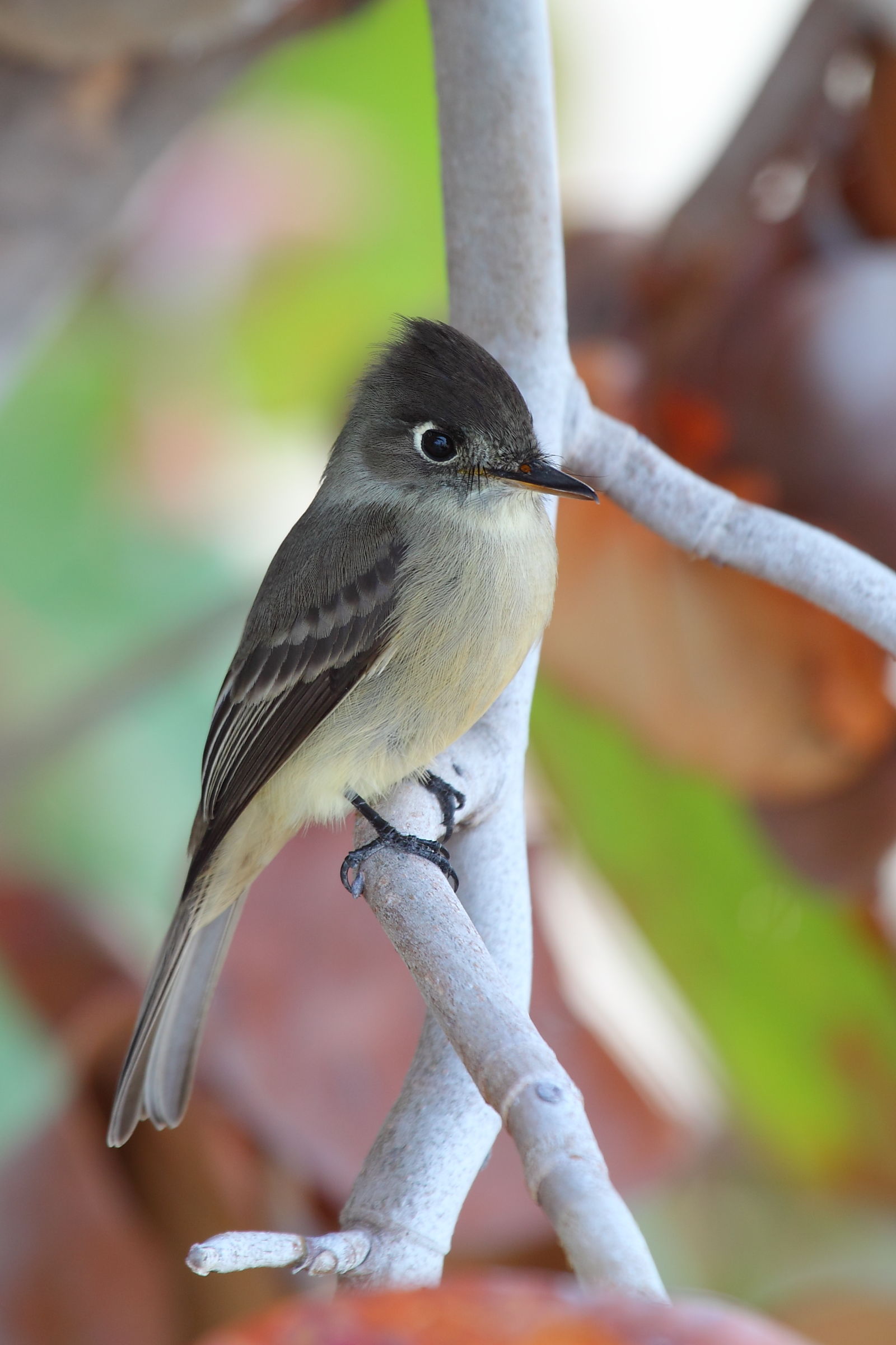 Piui largest of the Antilles