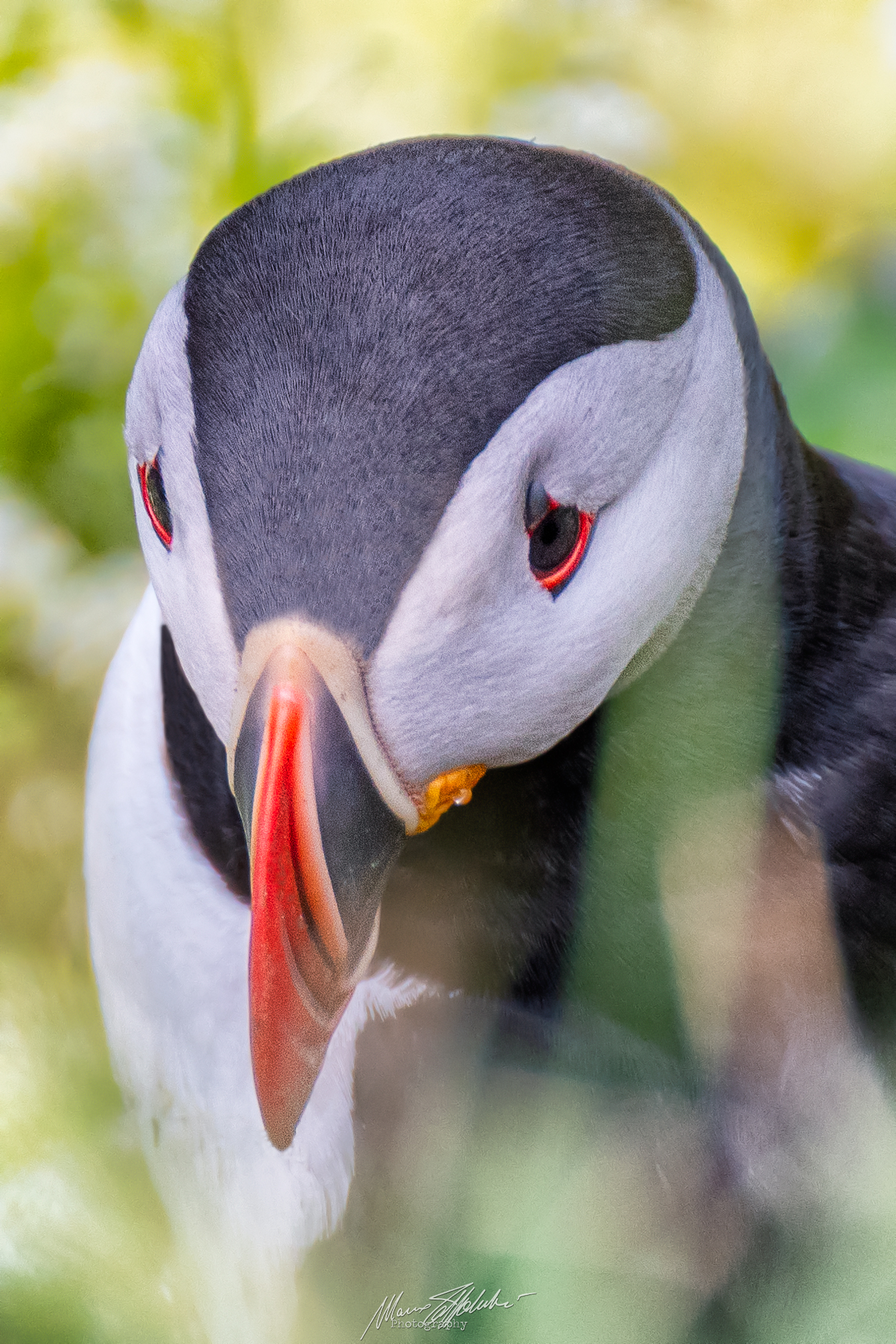 Puffin