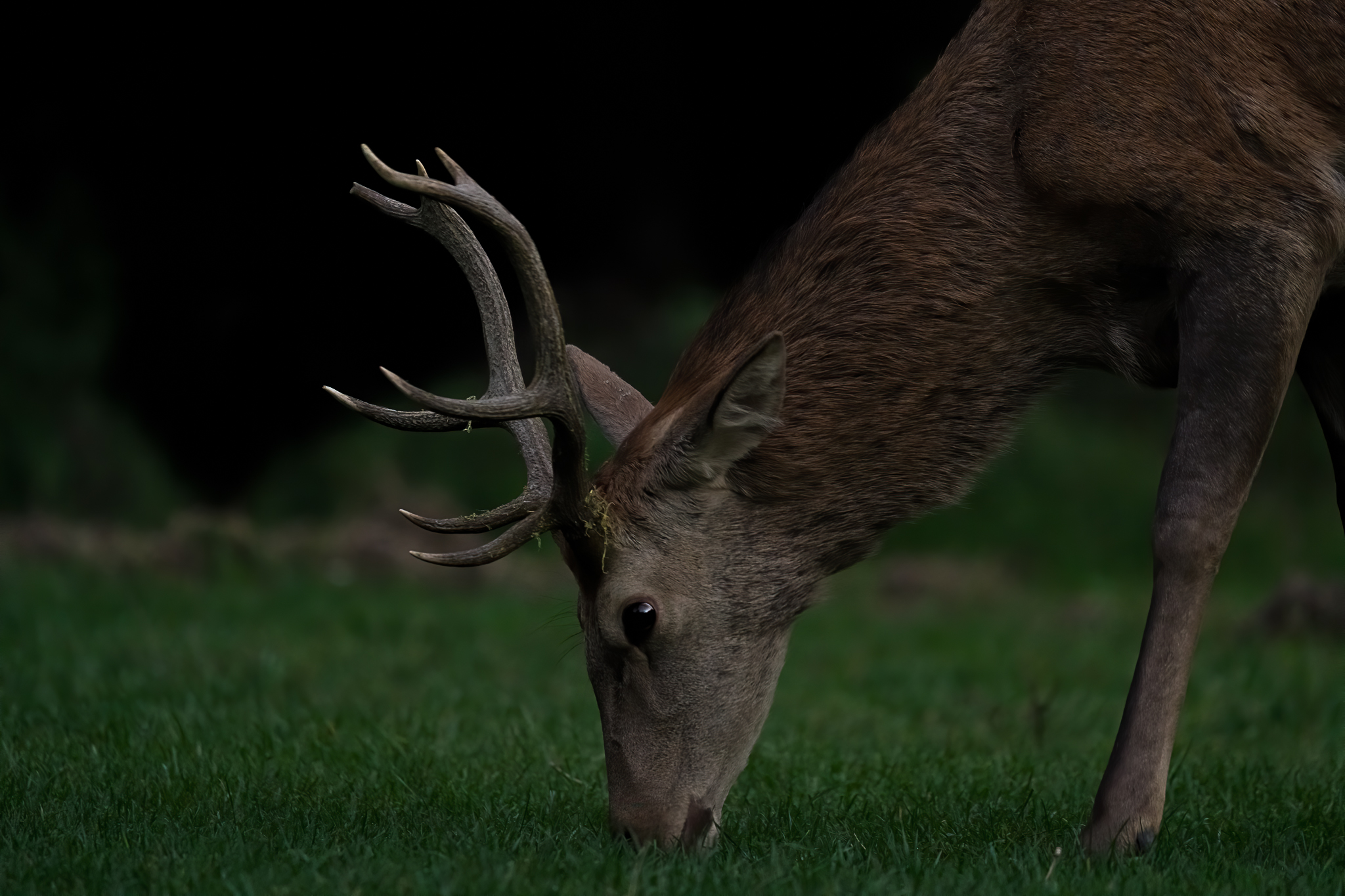 al campeggio per qualche primo piano al buio