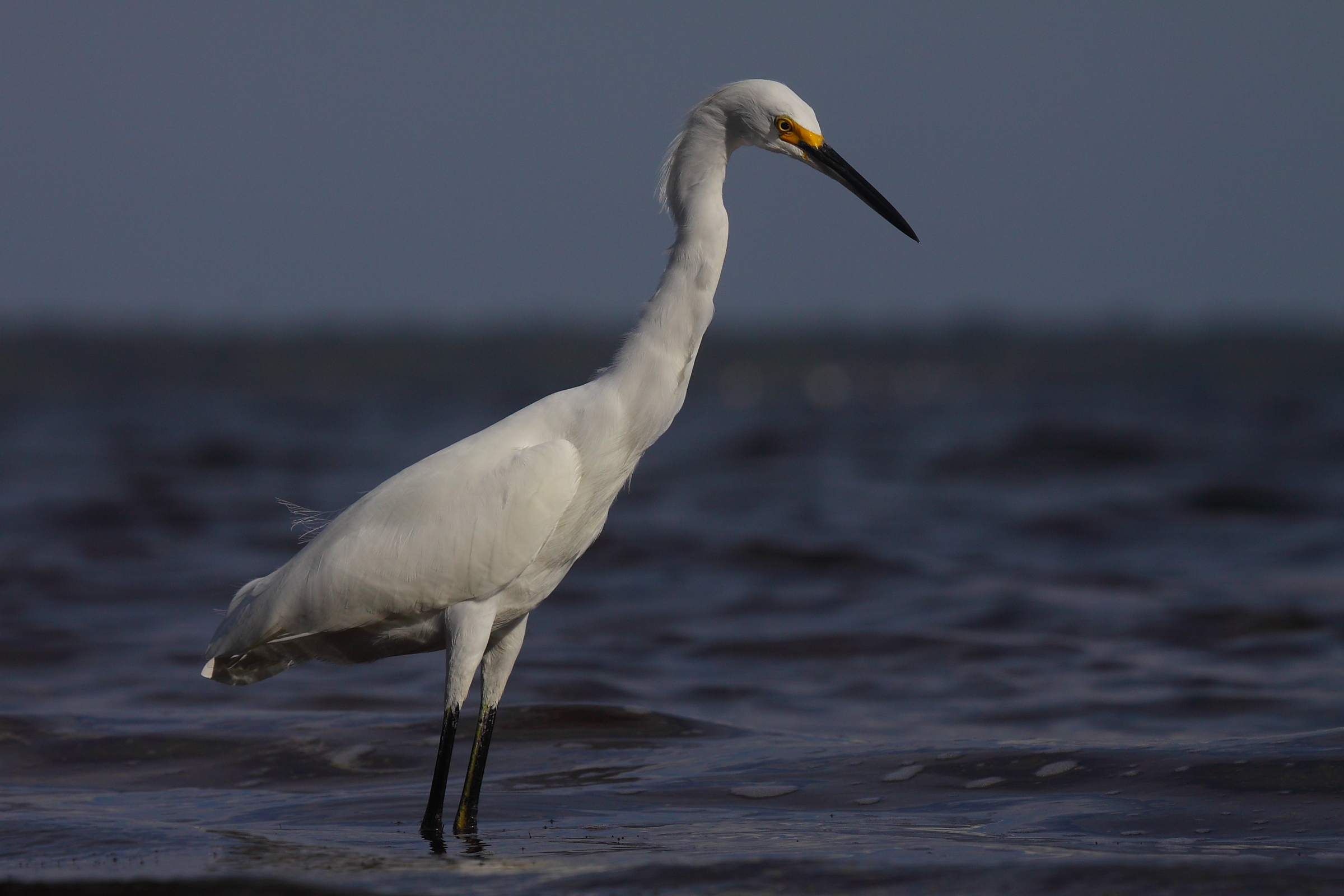 Great Egret