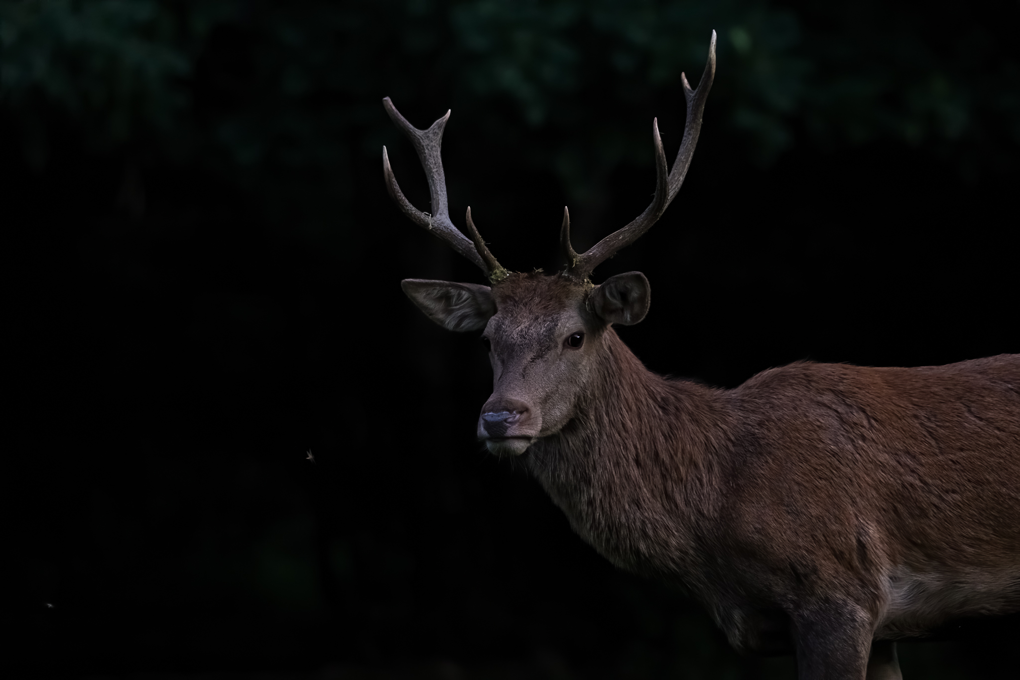 al campeggio per qualche primo piano al buio