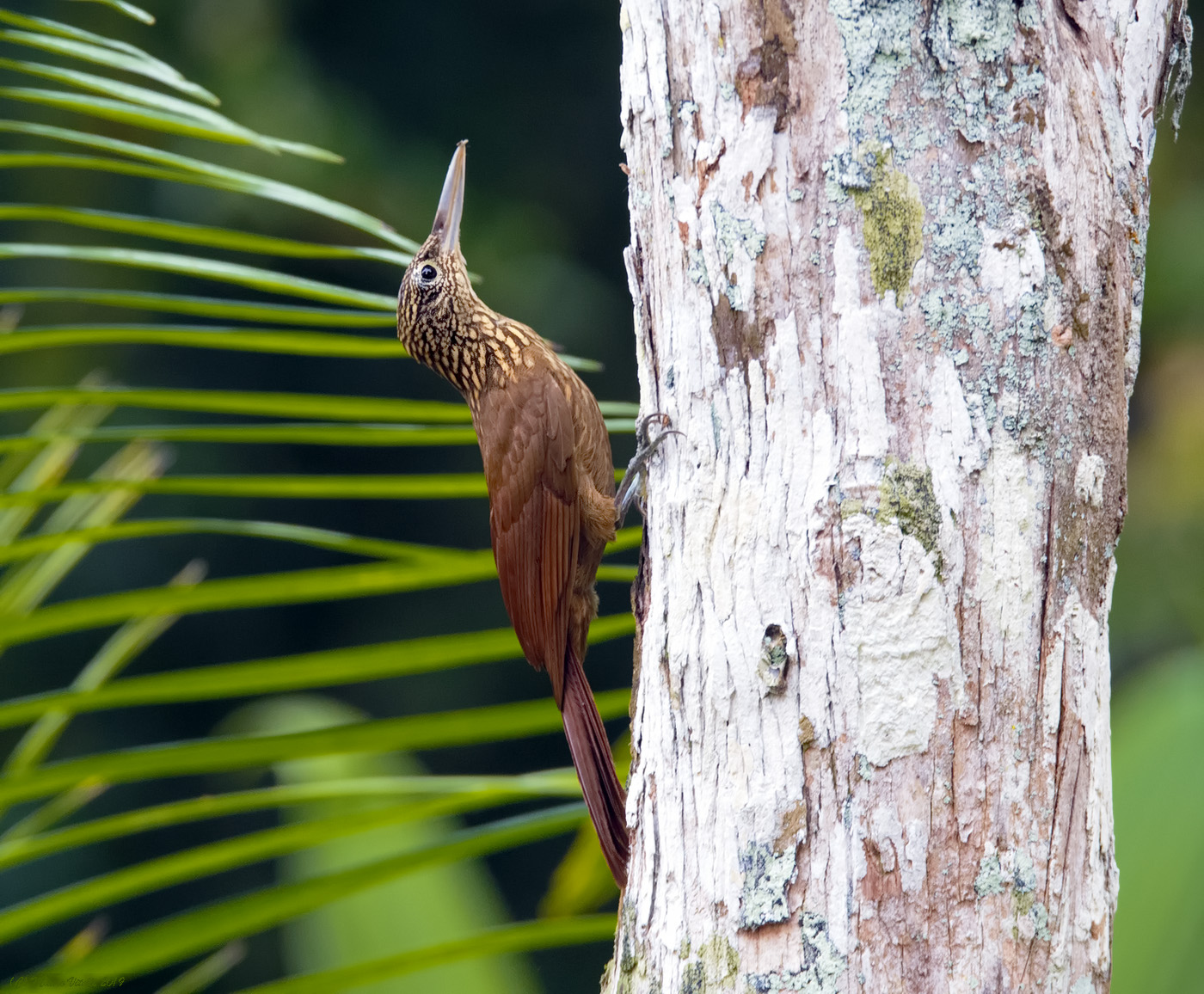 Sraight-Billed Woodcreeper (Dentroplex Picus)