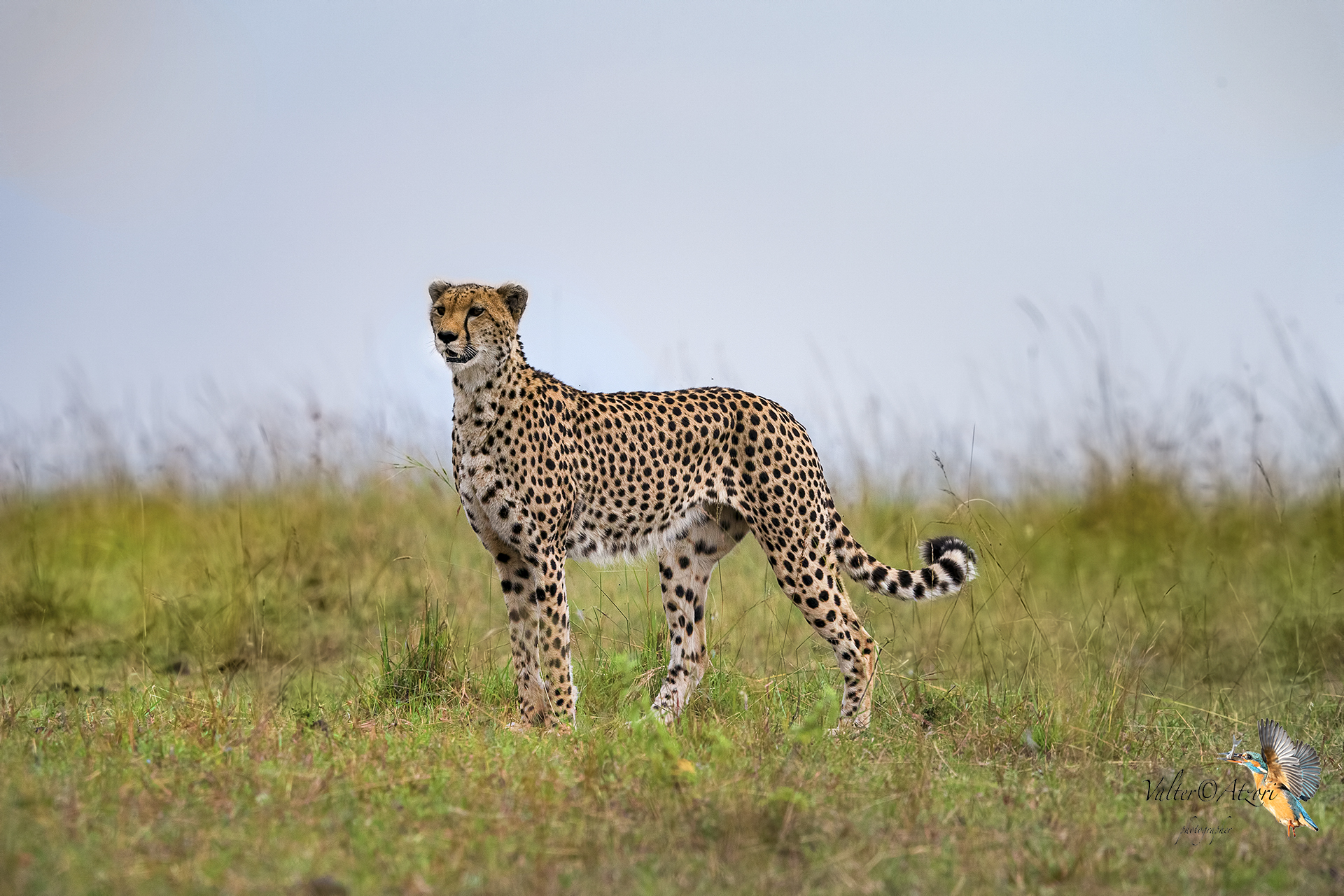 Eetah under observation