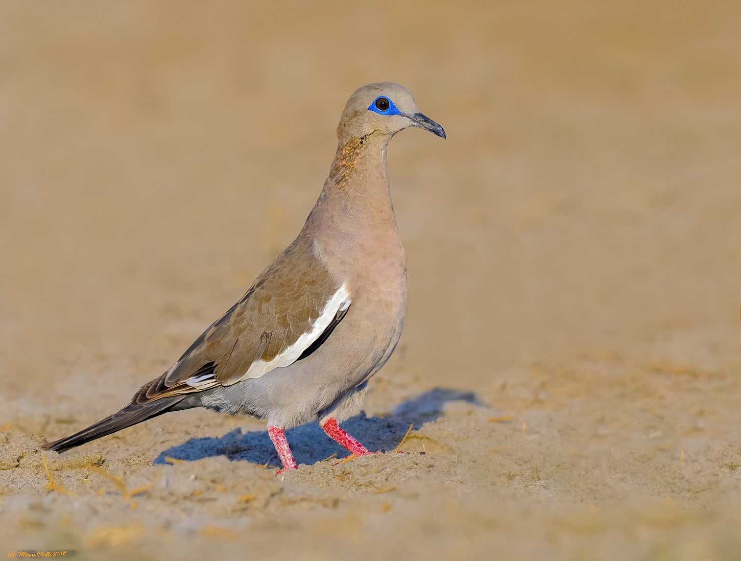 Tortora of Peru (Zenaida meloda)