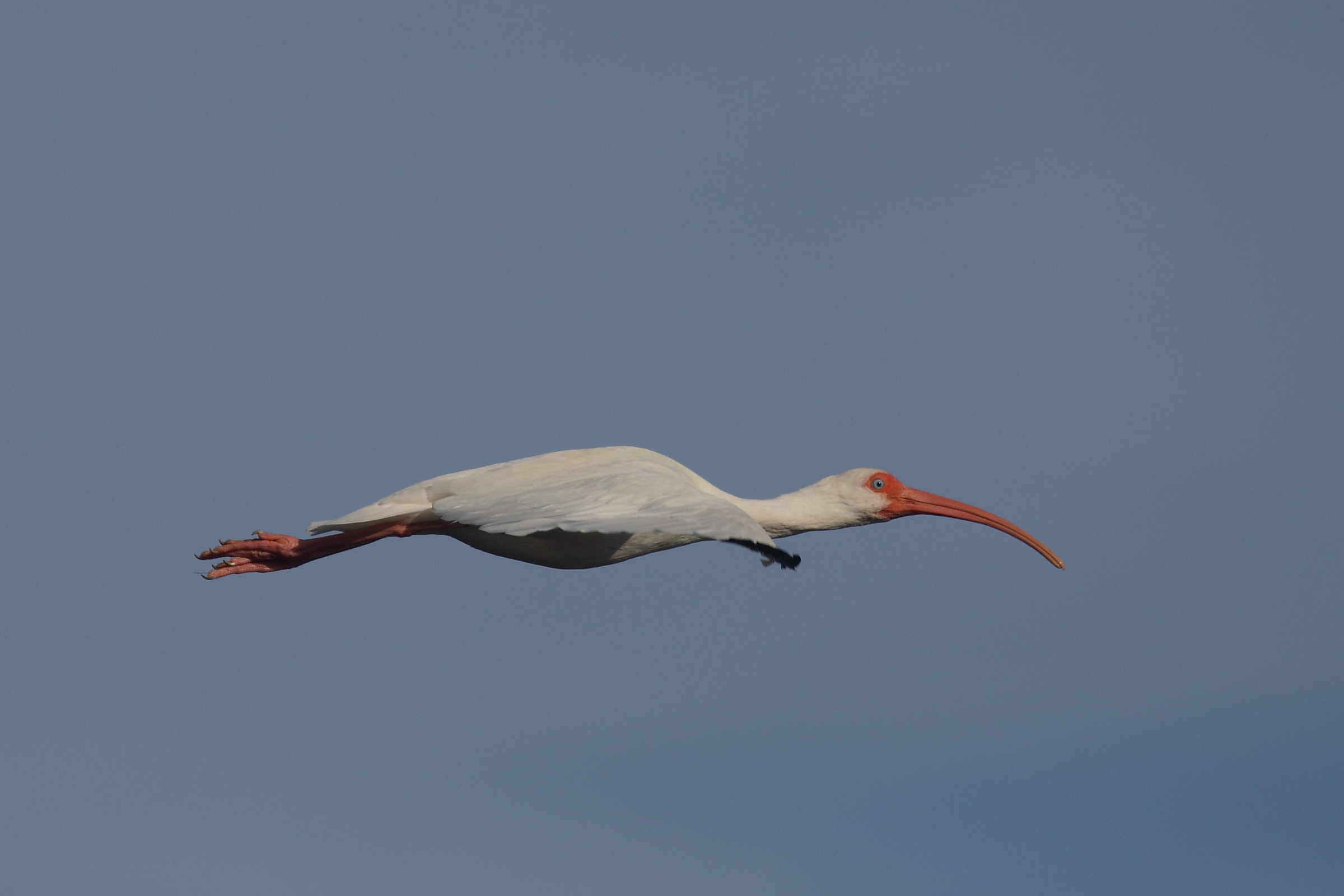 White Ibis