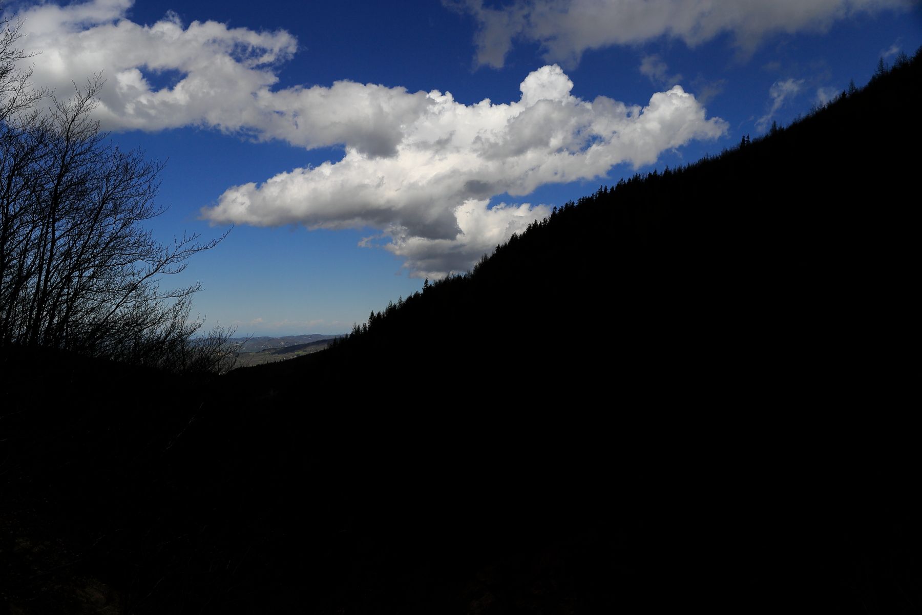 Silhouette of abetaia