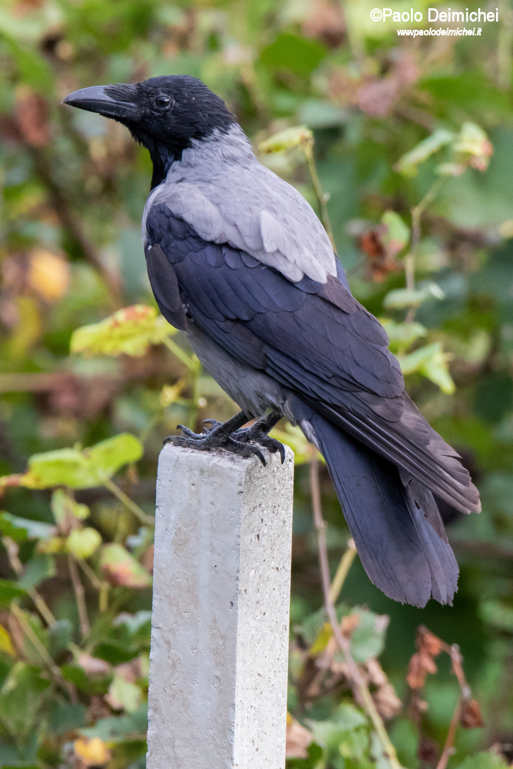 Cornacchia grigia da vicino