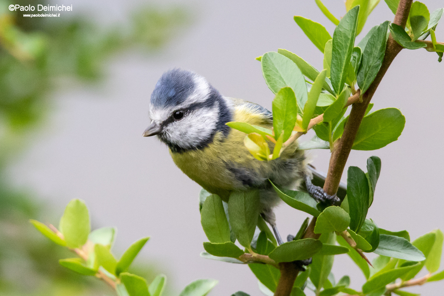 Cinciarella acrobatica sulla piracanta