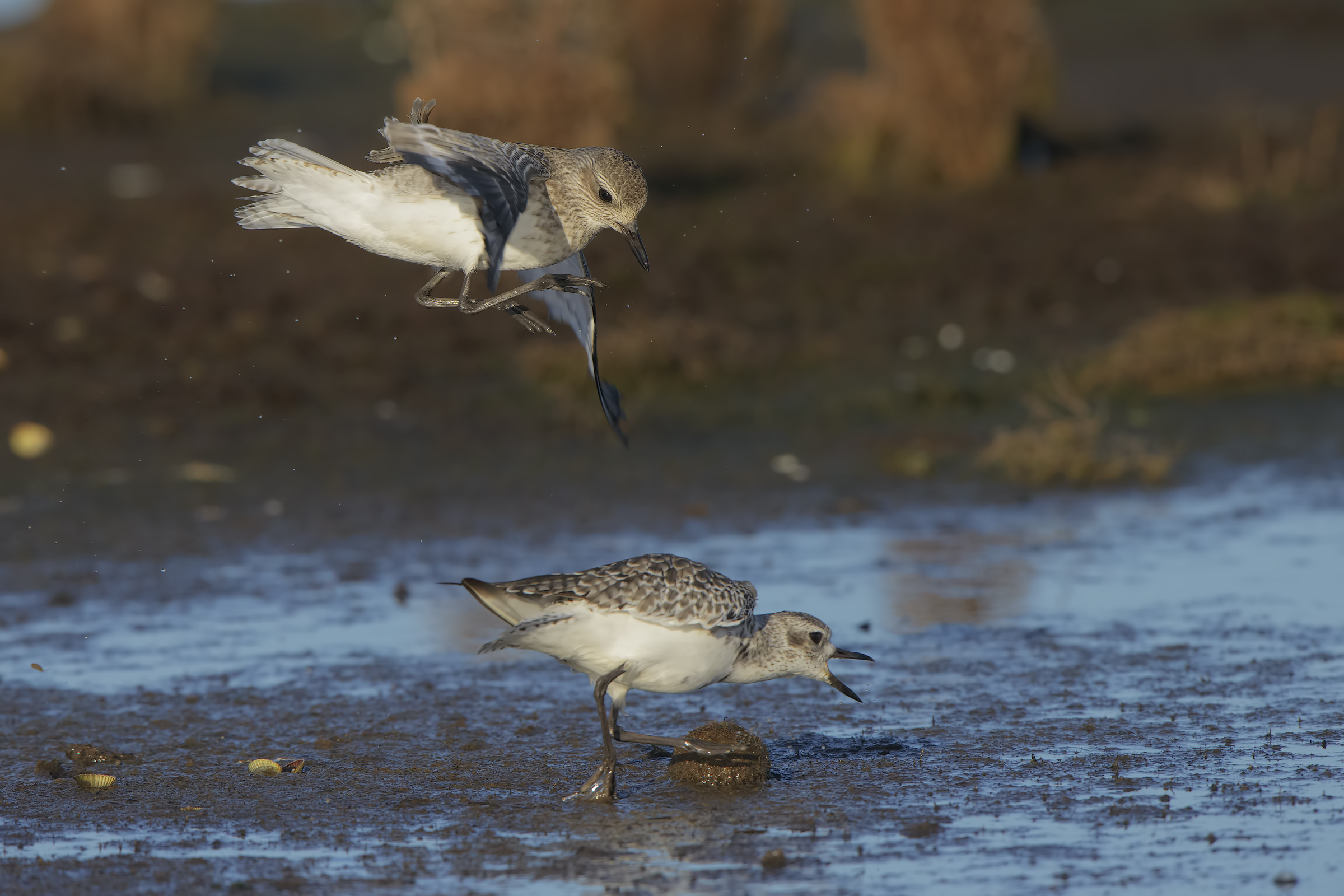 pivieresse in combattimento