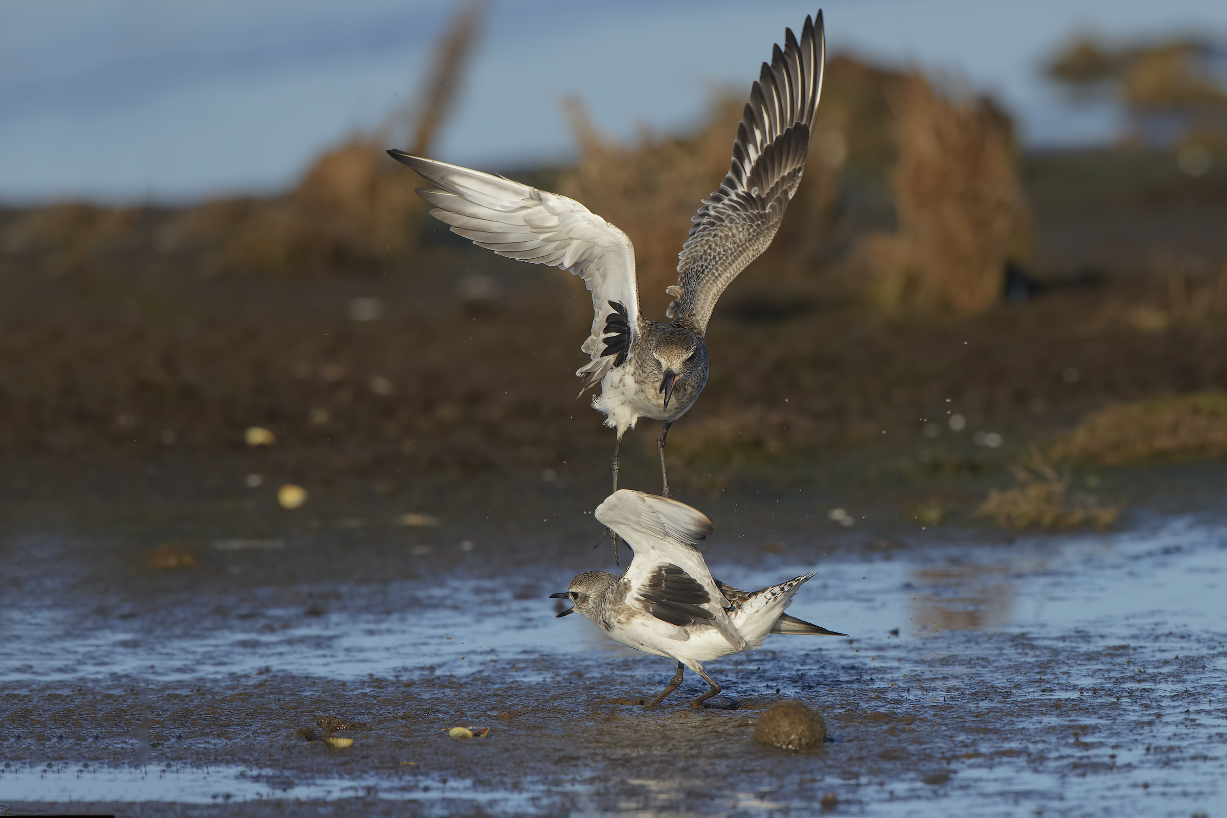 pivieresse in combattimento 2