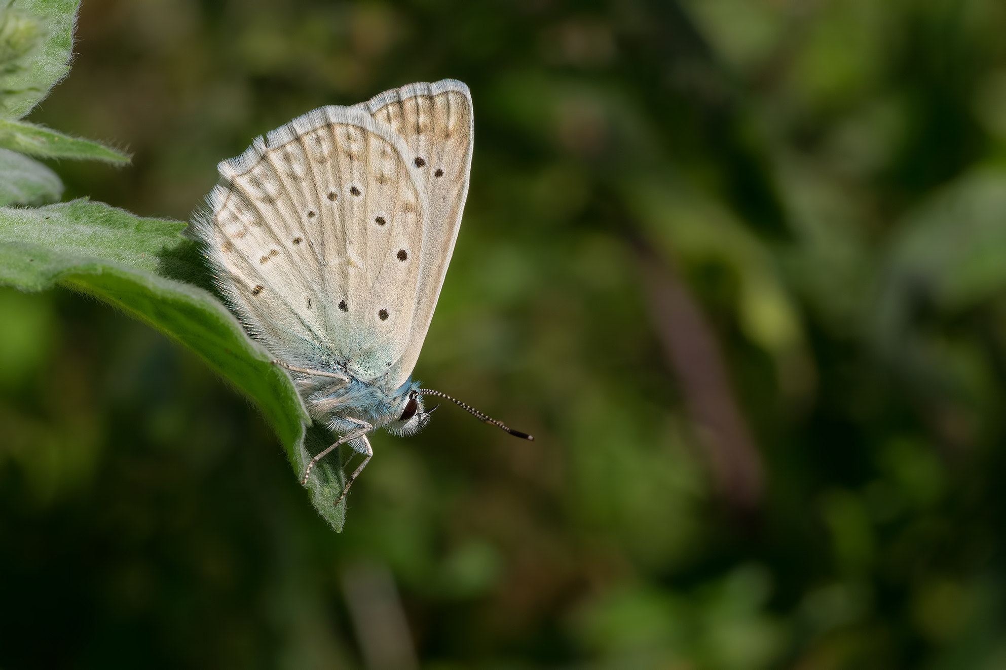 Poliommatus daphnis
